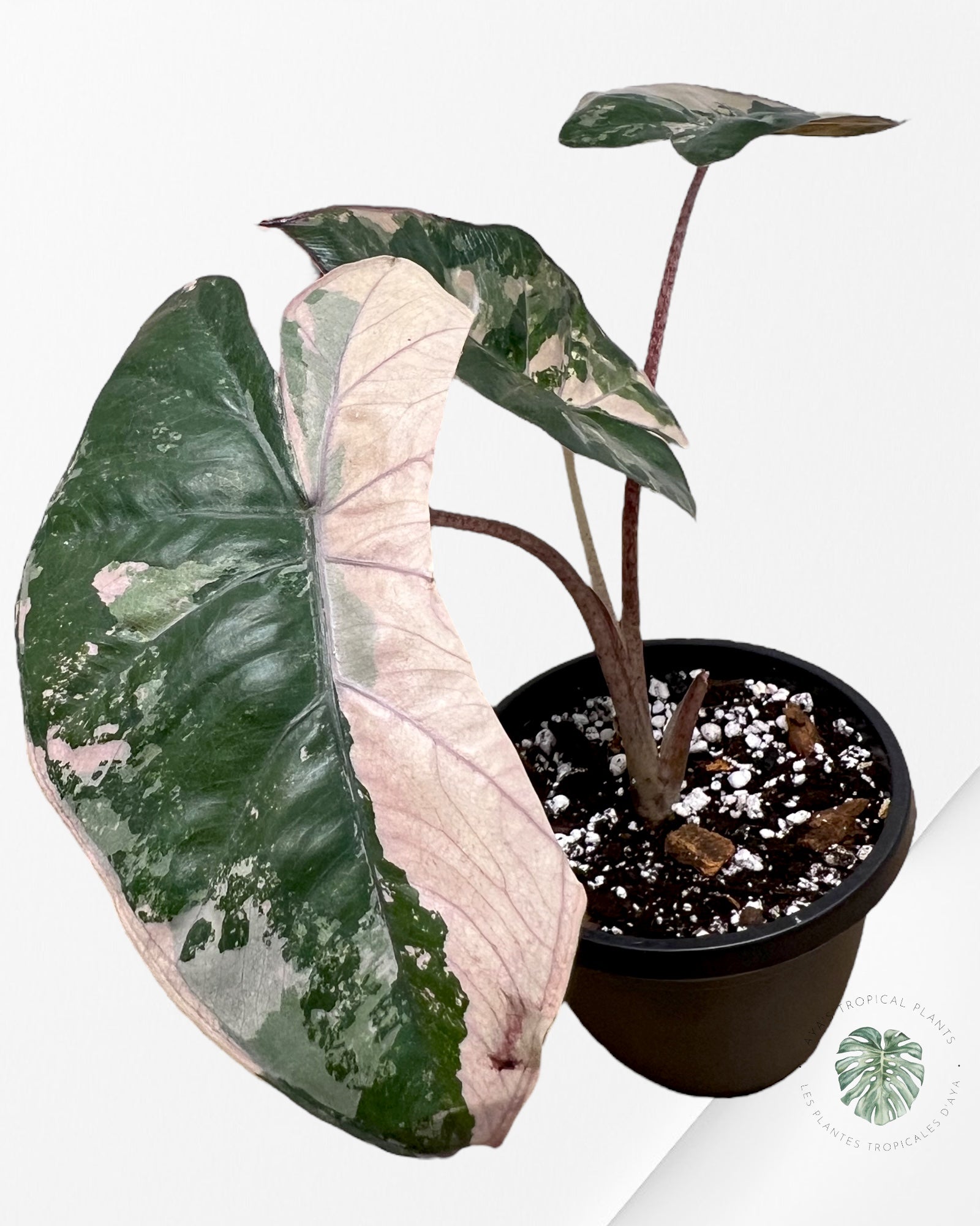 Alocasia Serenpidity-B