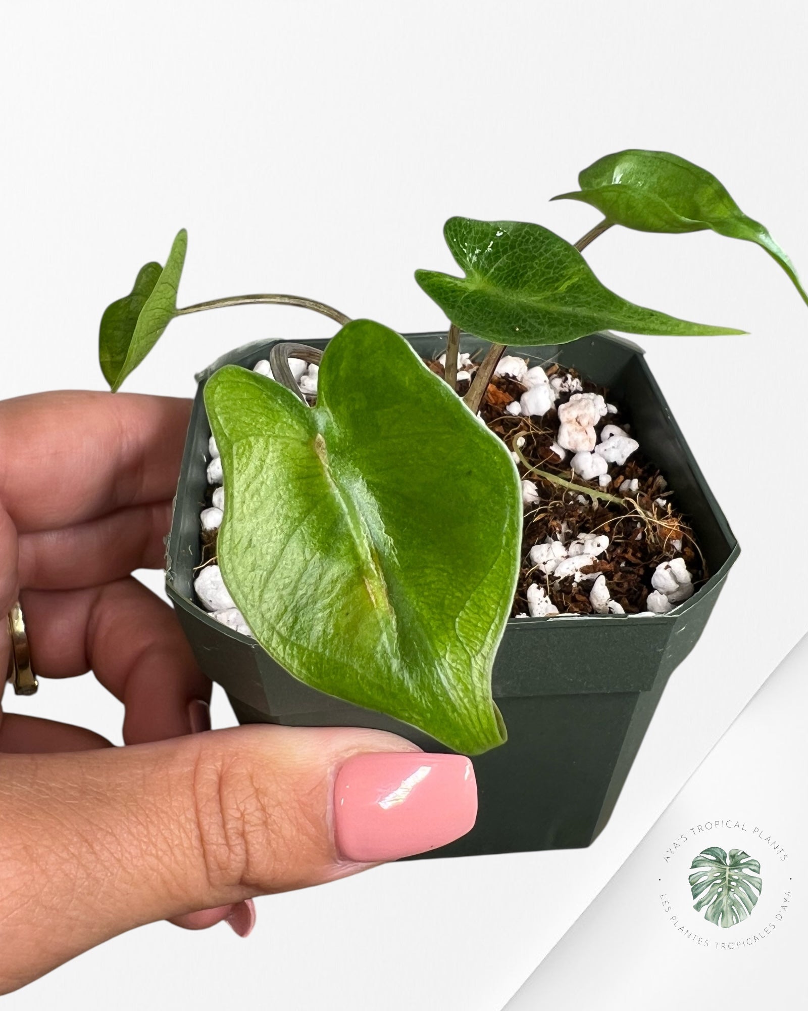 Alocasia Stingray Variegated ( aurea)  - TC6