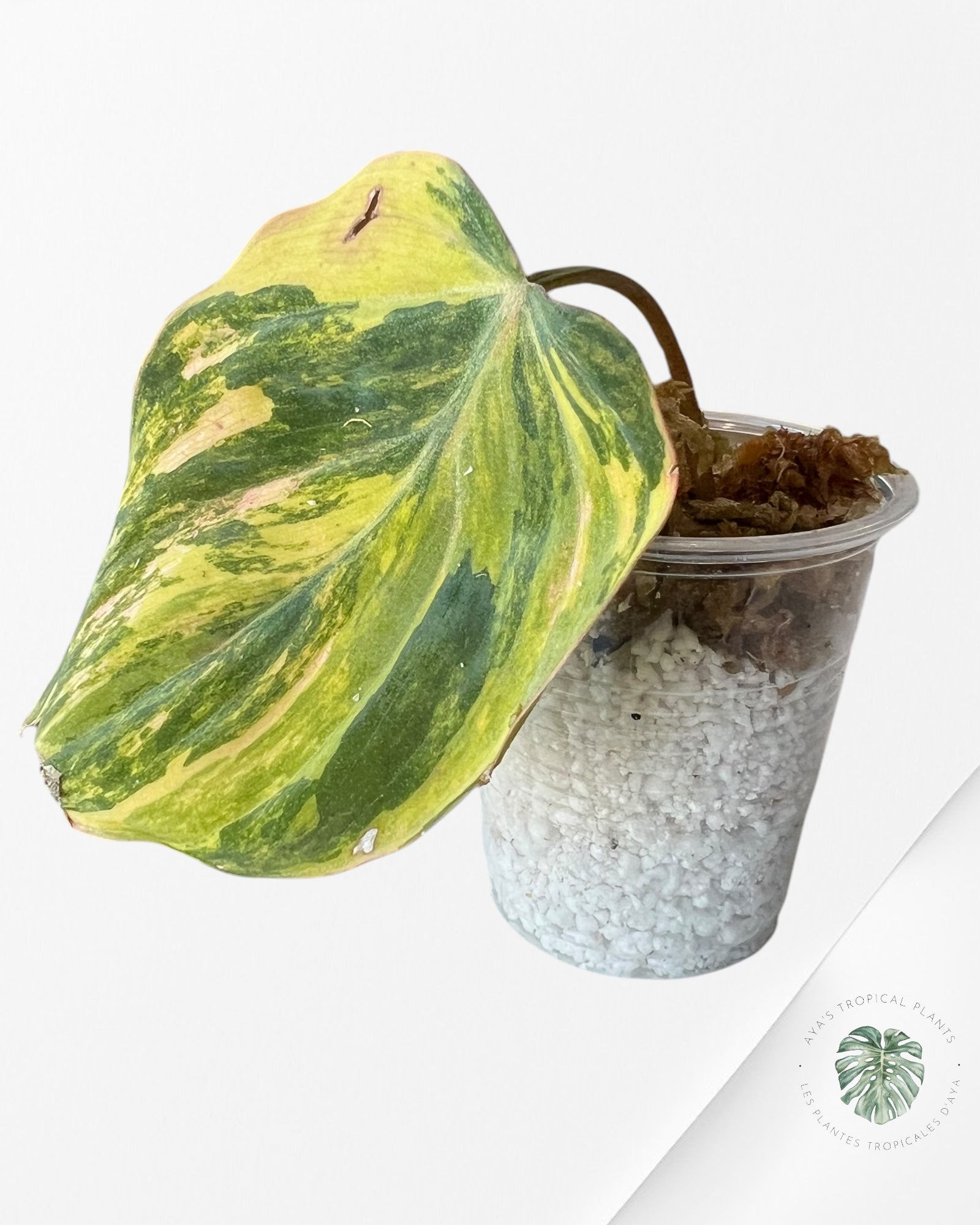 Philodendron Micans Variegated-PM100