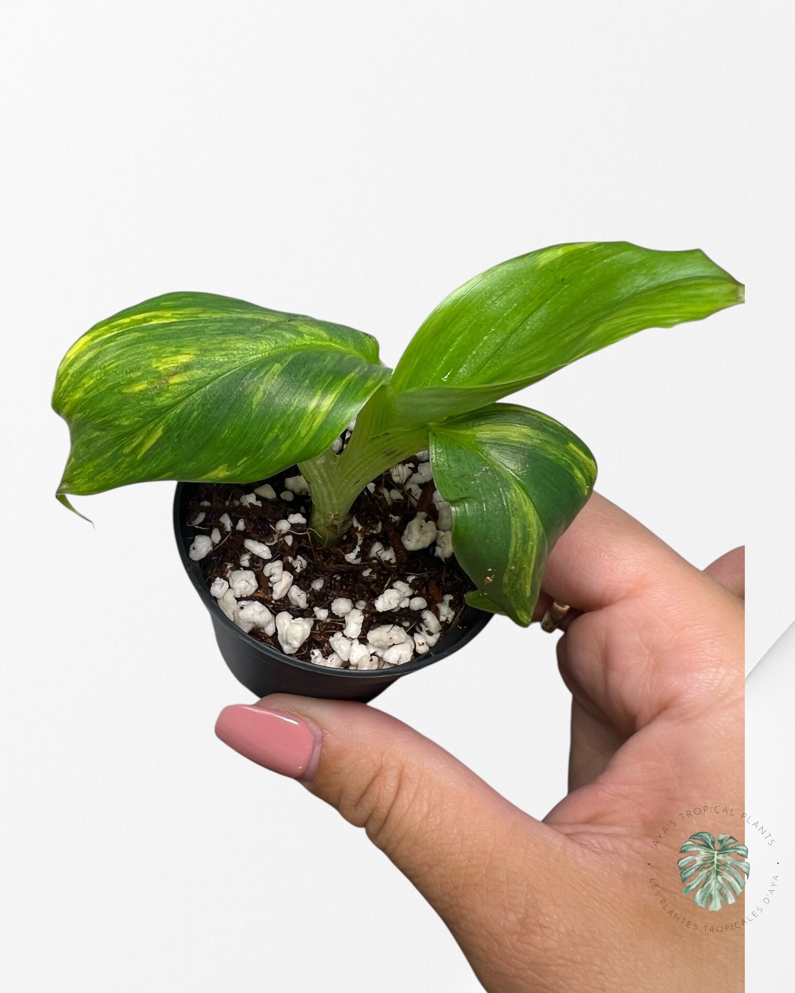 Banana Tree (Aurea) Variegated - TC3