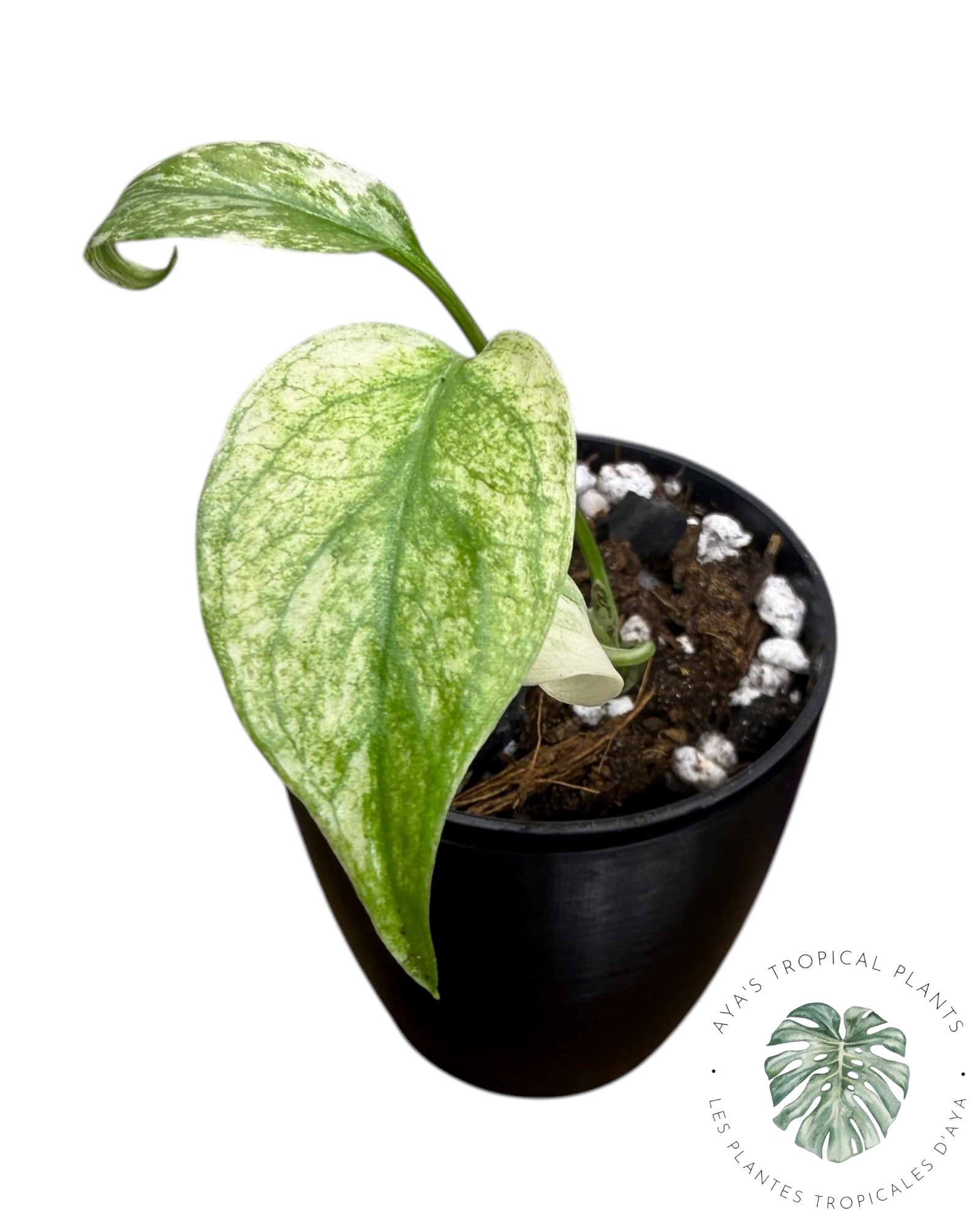 Monstera White Monster