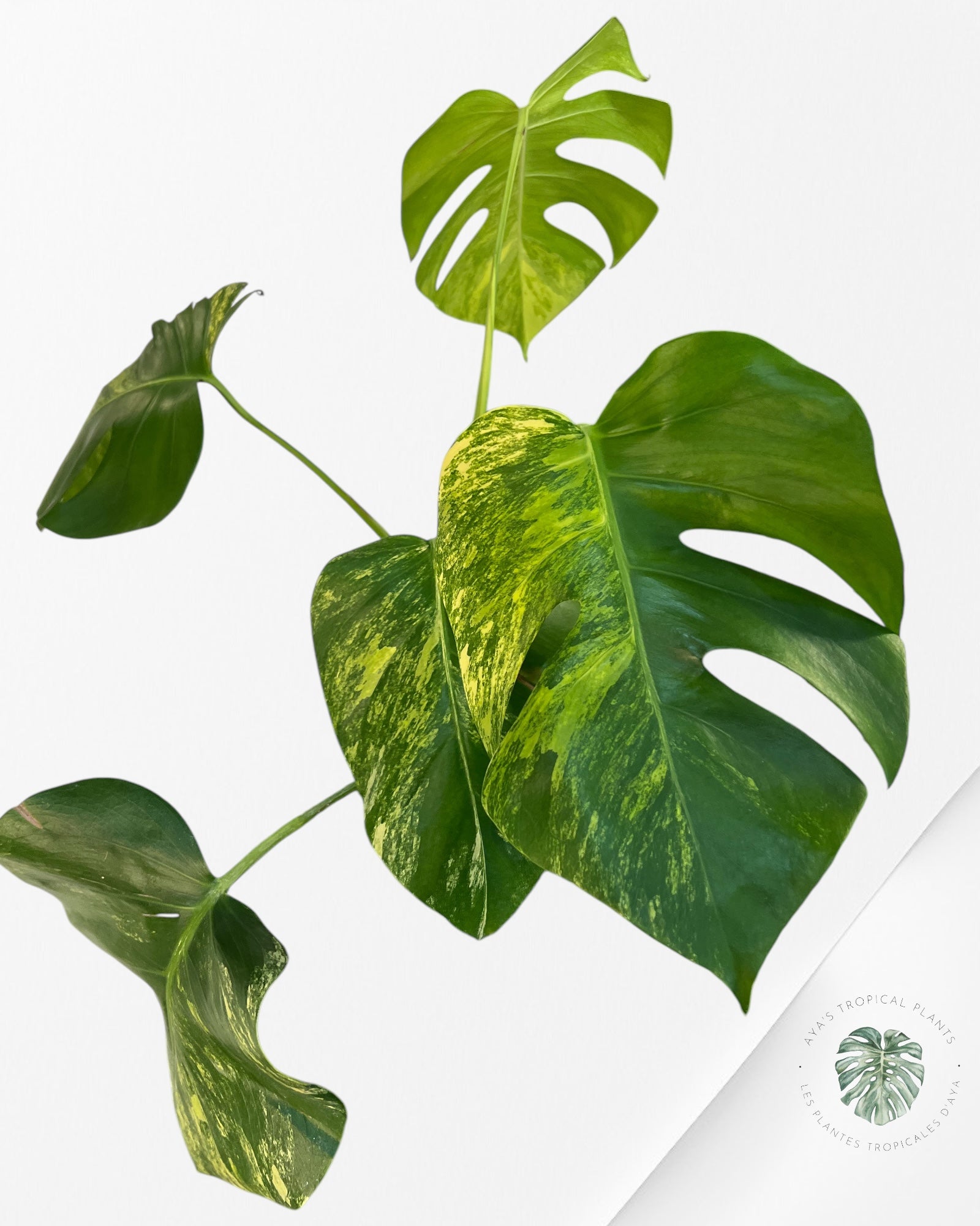 Monstera Aurea -JA5