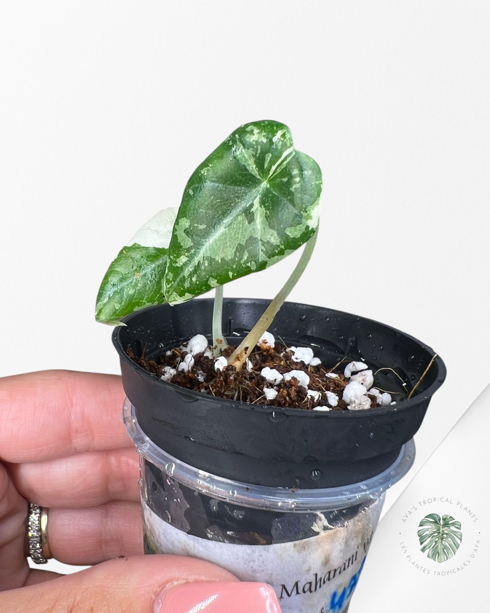 Alocasia Maharani Variegated - TC5