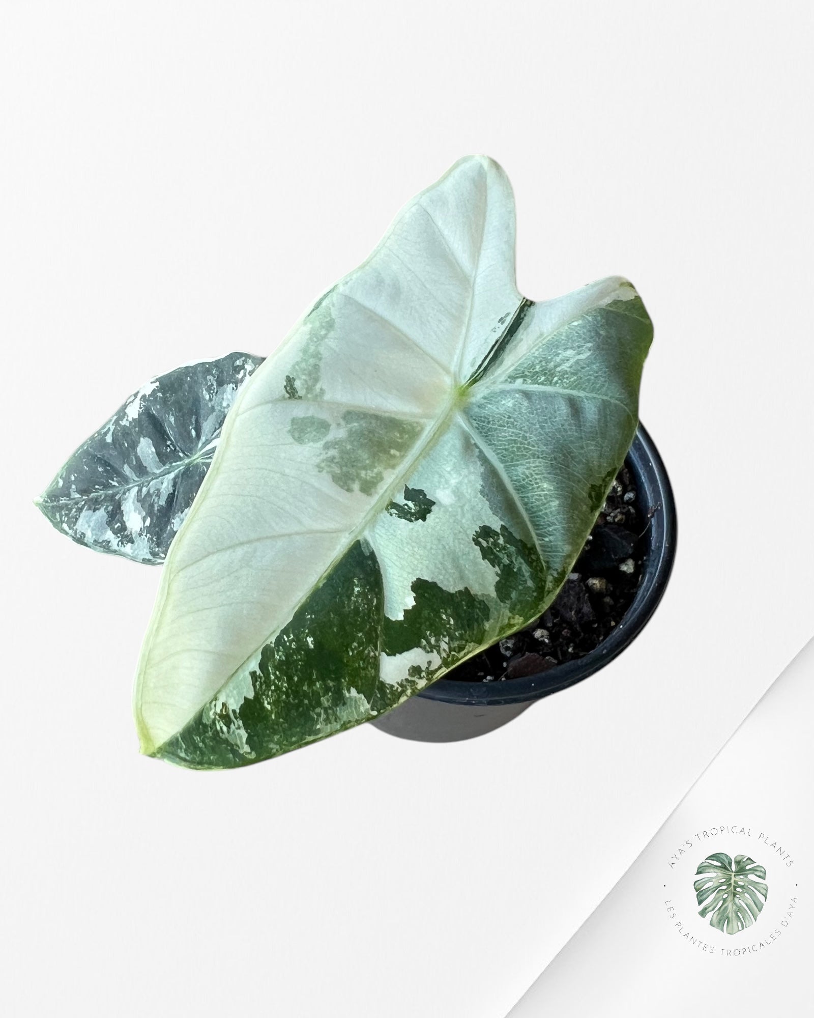 Alocasia Frydek Variagated -A