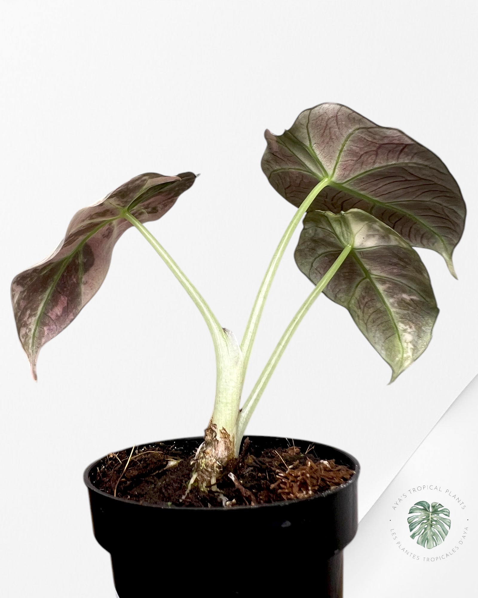 Alocasia Black Velvet Pink-F