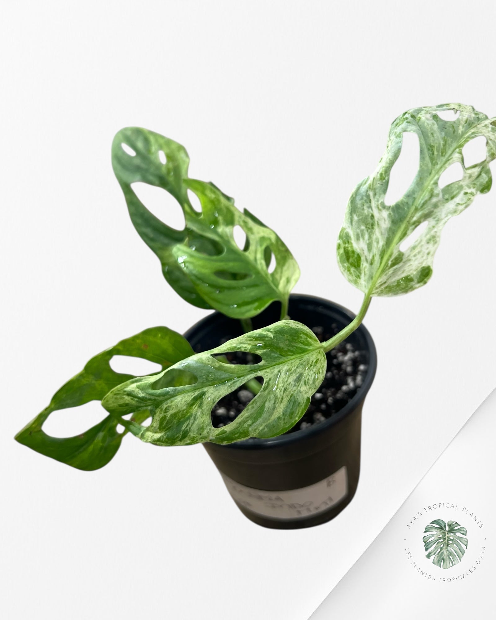 Monstera Adansonii Indonesia Mint - B
