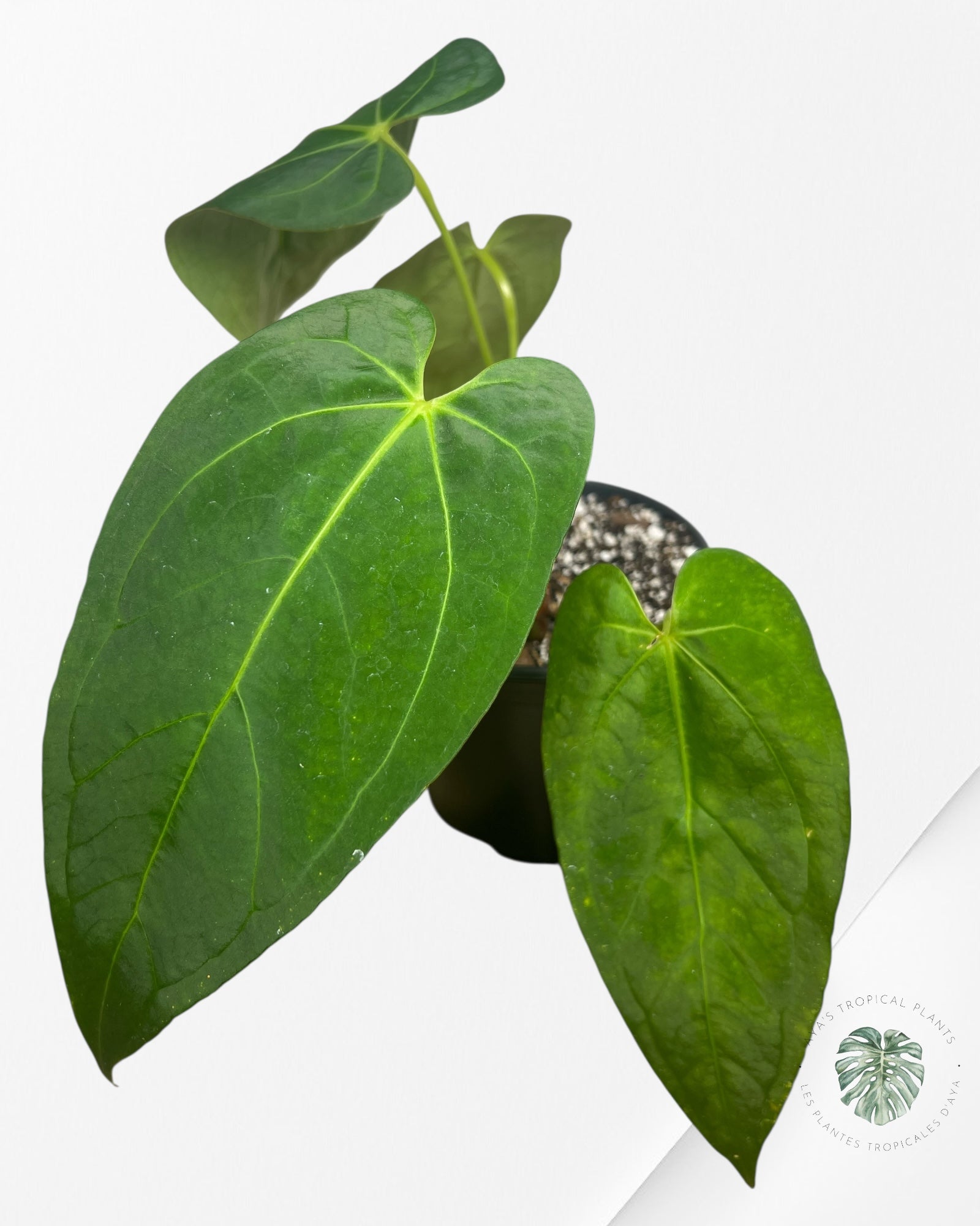 Anthurium 'Ace of Spades' x papillilaminum Fort Sherman'  - AF1