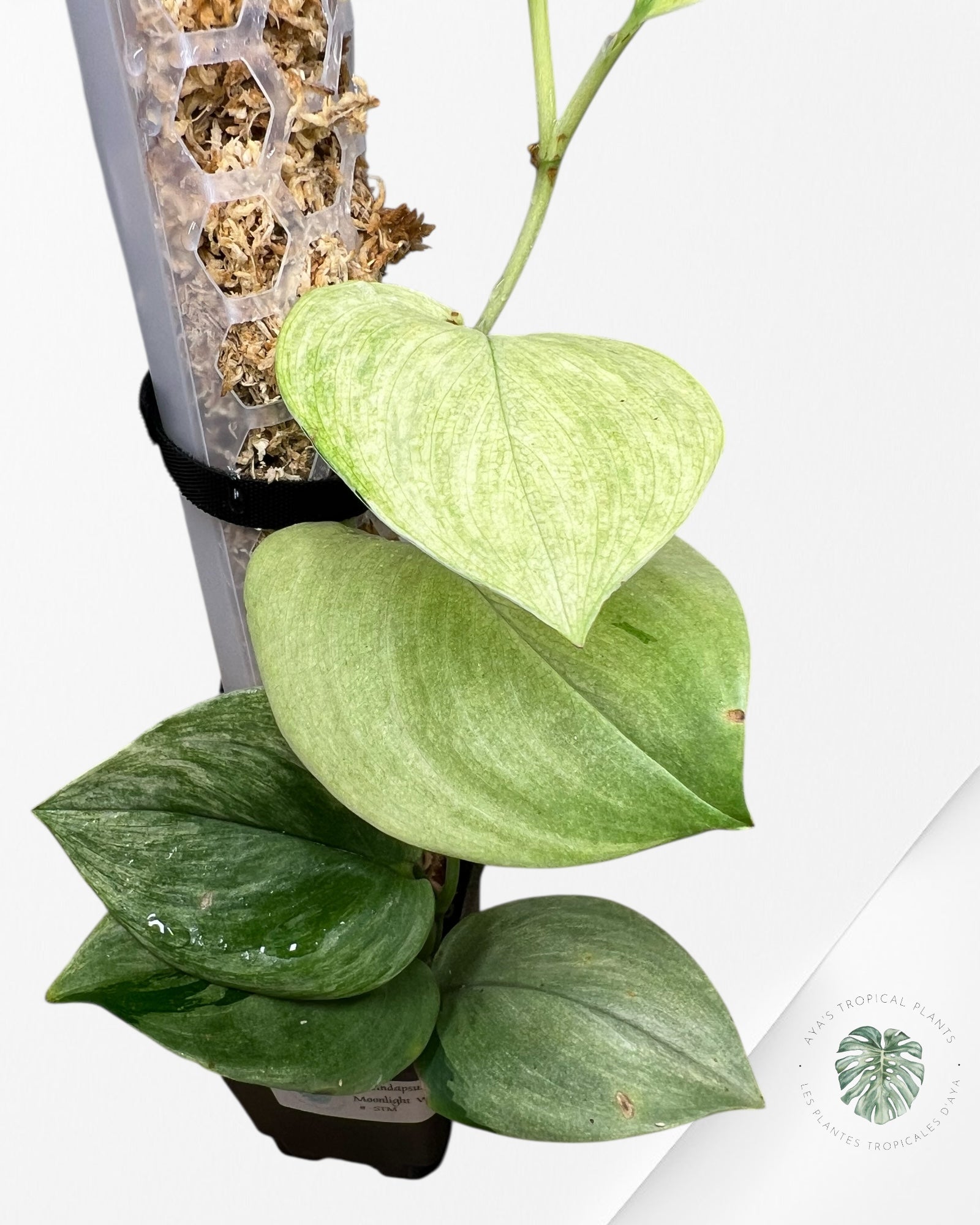 Scindapsus Treubii Moonlight White Mint - STM06