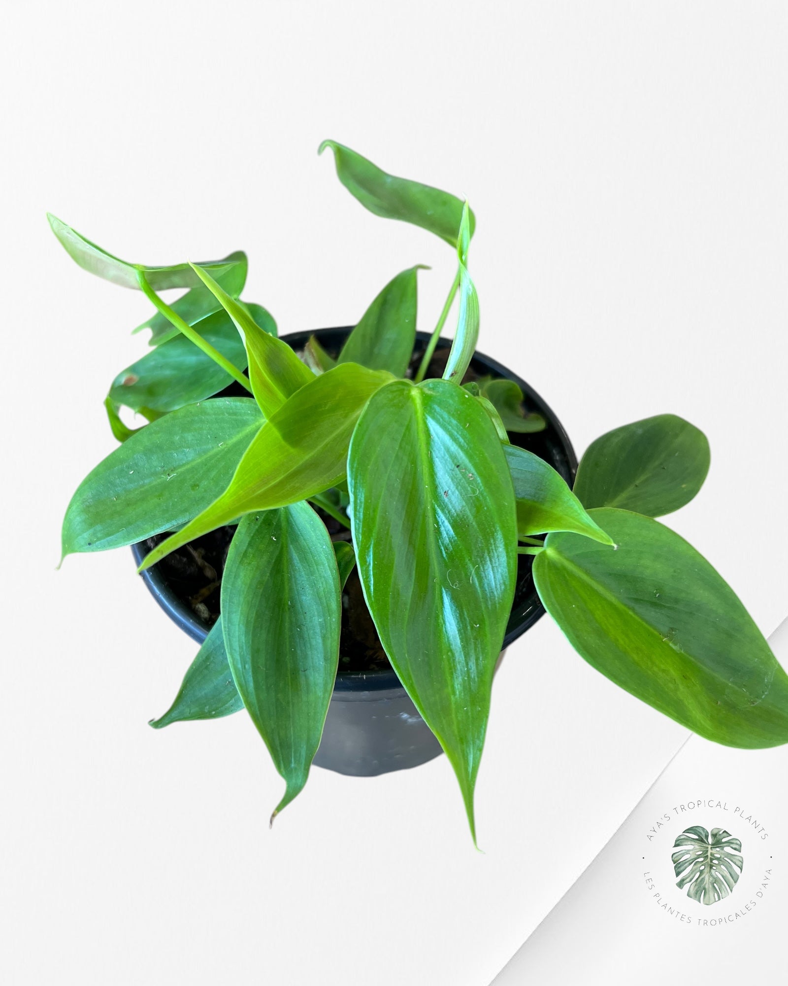 Philodendron Esmeraldense-F