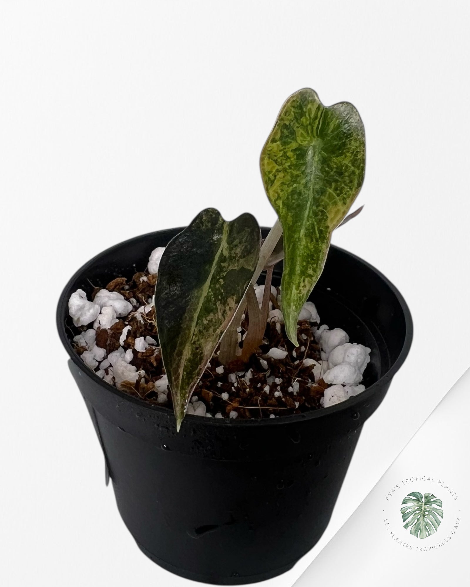 Alocasia Bambino Variegated (Aurea) - BV2
