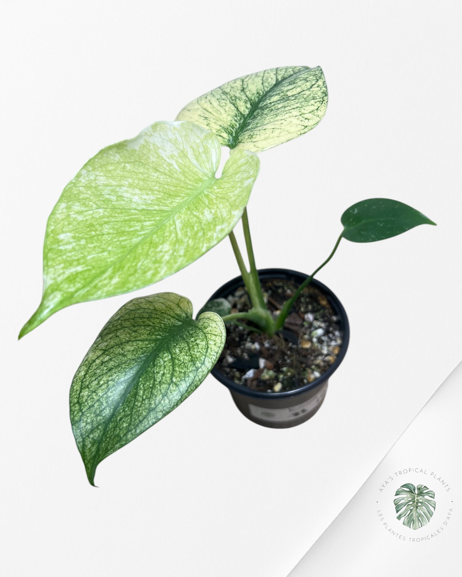 Monstera Deliciosa Menthe -22