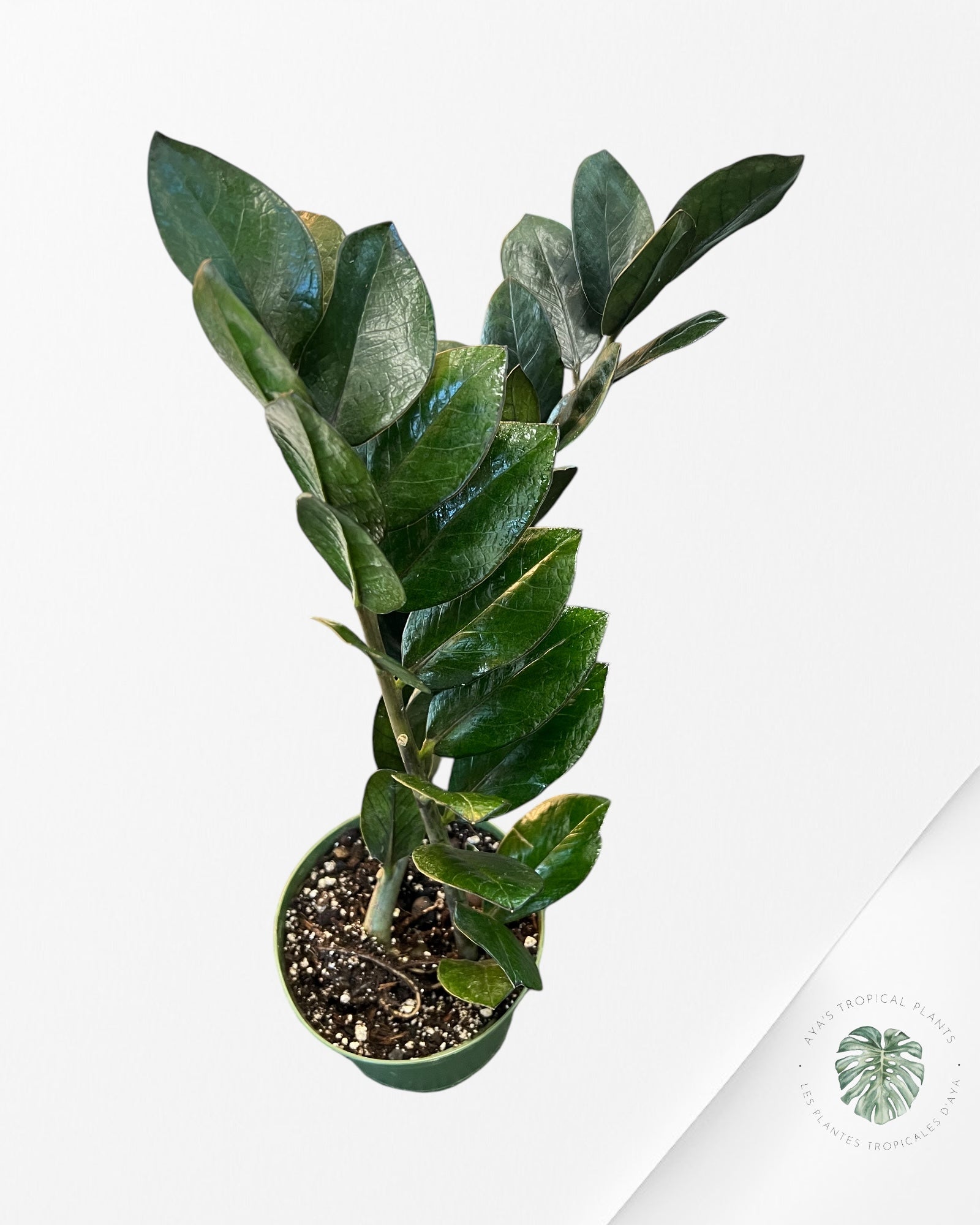 ZZ Nova Star  Zamioculcas Zamiifolia -EE