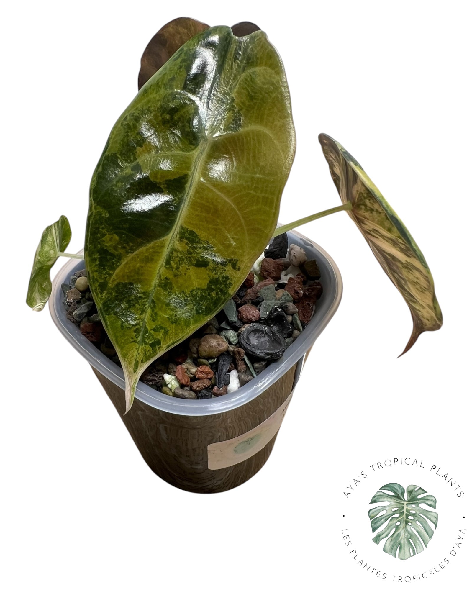 Alocasia Sedenii Aurea Variegated