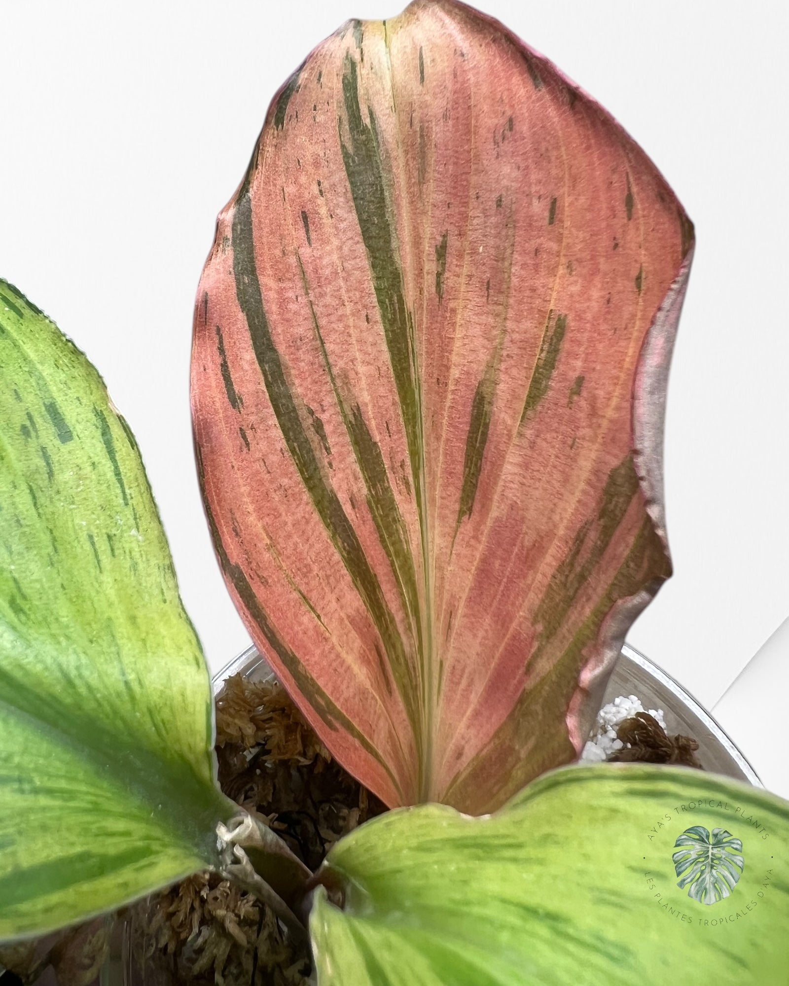 Kaempferia sp. Red Variegata-K3