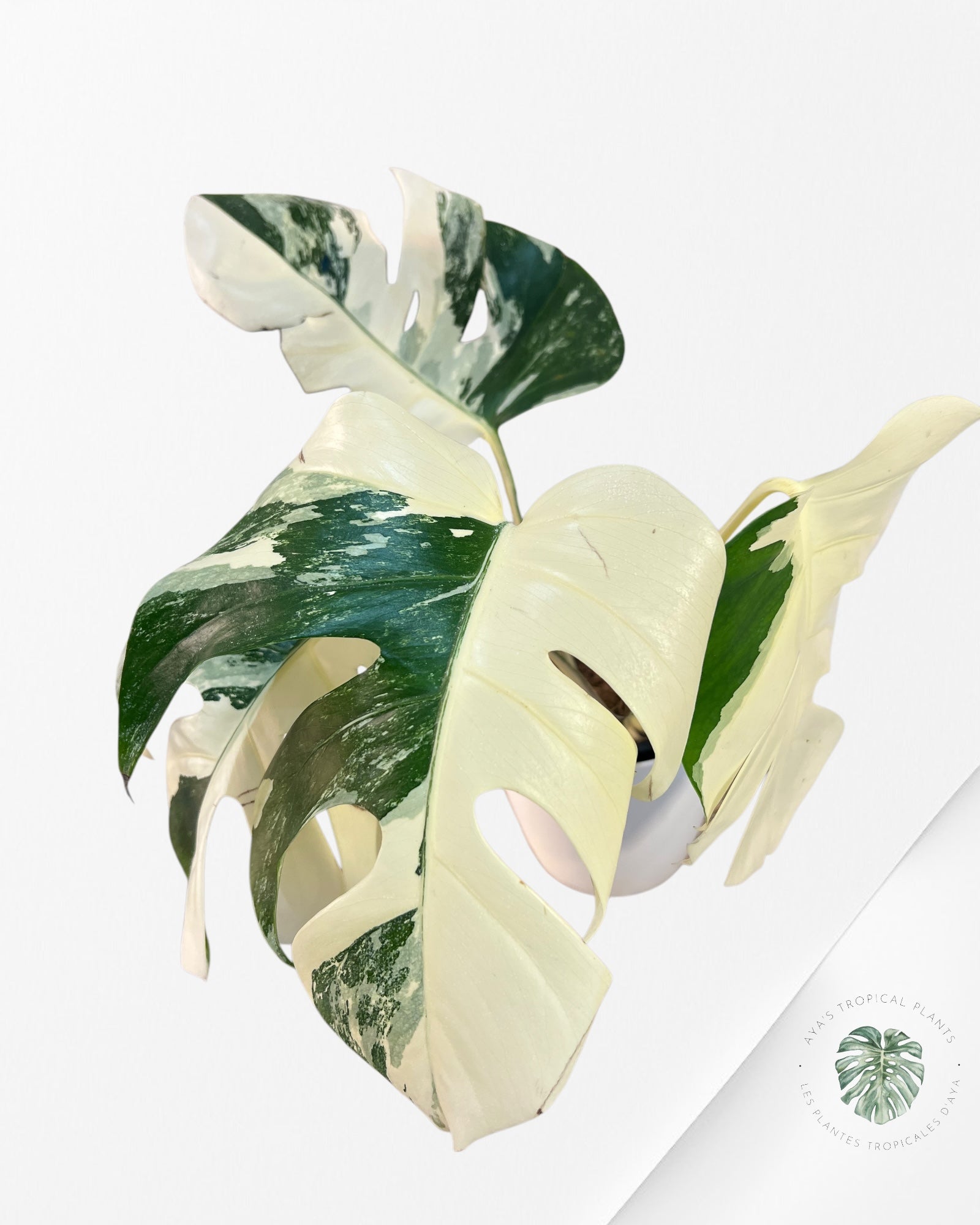 Monstera Borsigiana Albo-JA24