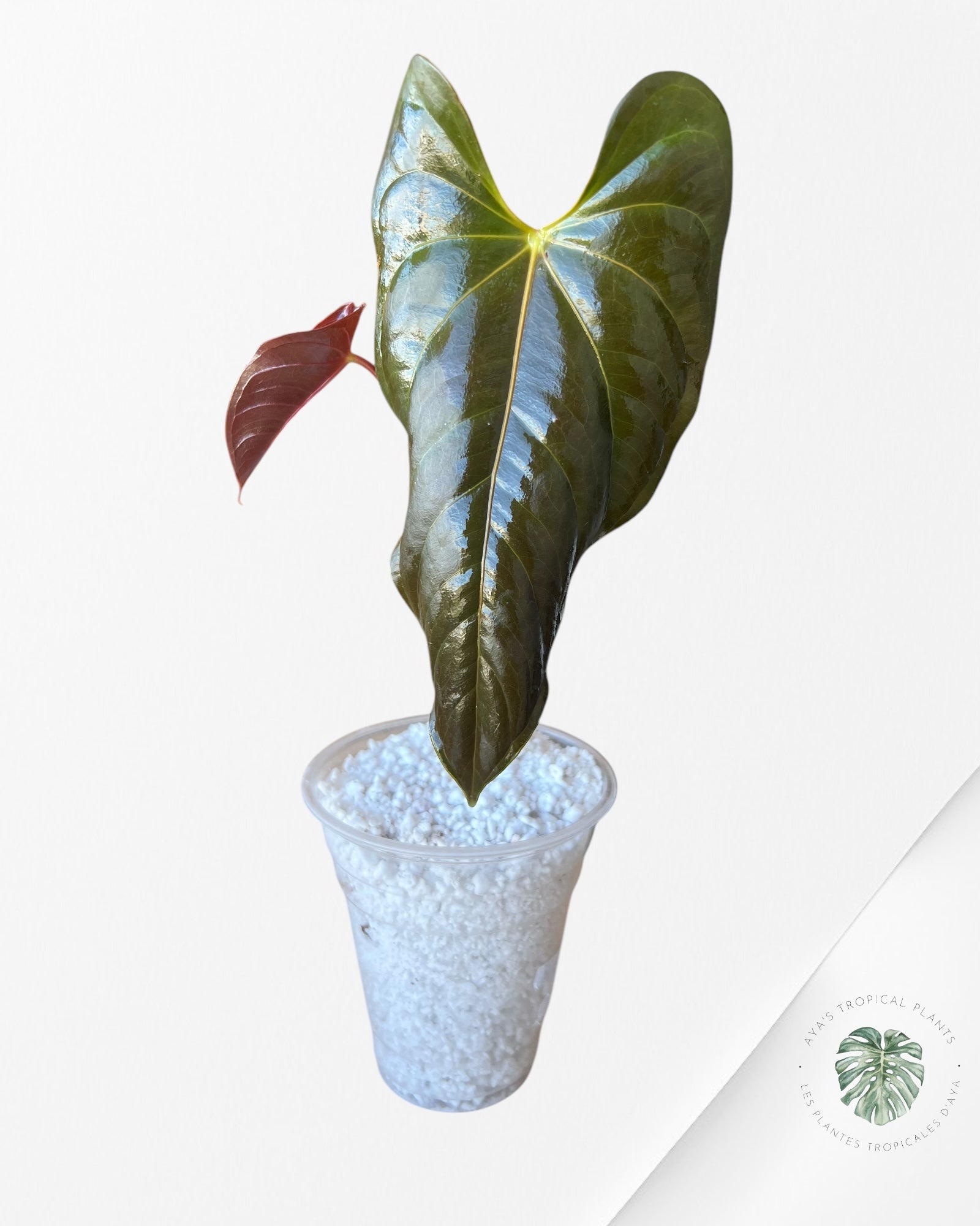 Anthurium Modeanum-04