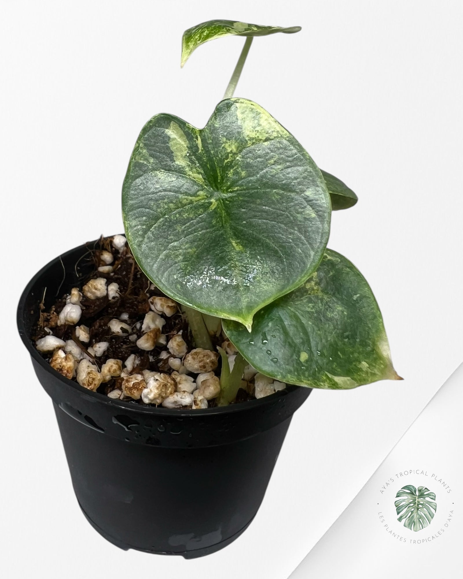 Alocasia Silver Dragon Variegated Aurea -440