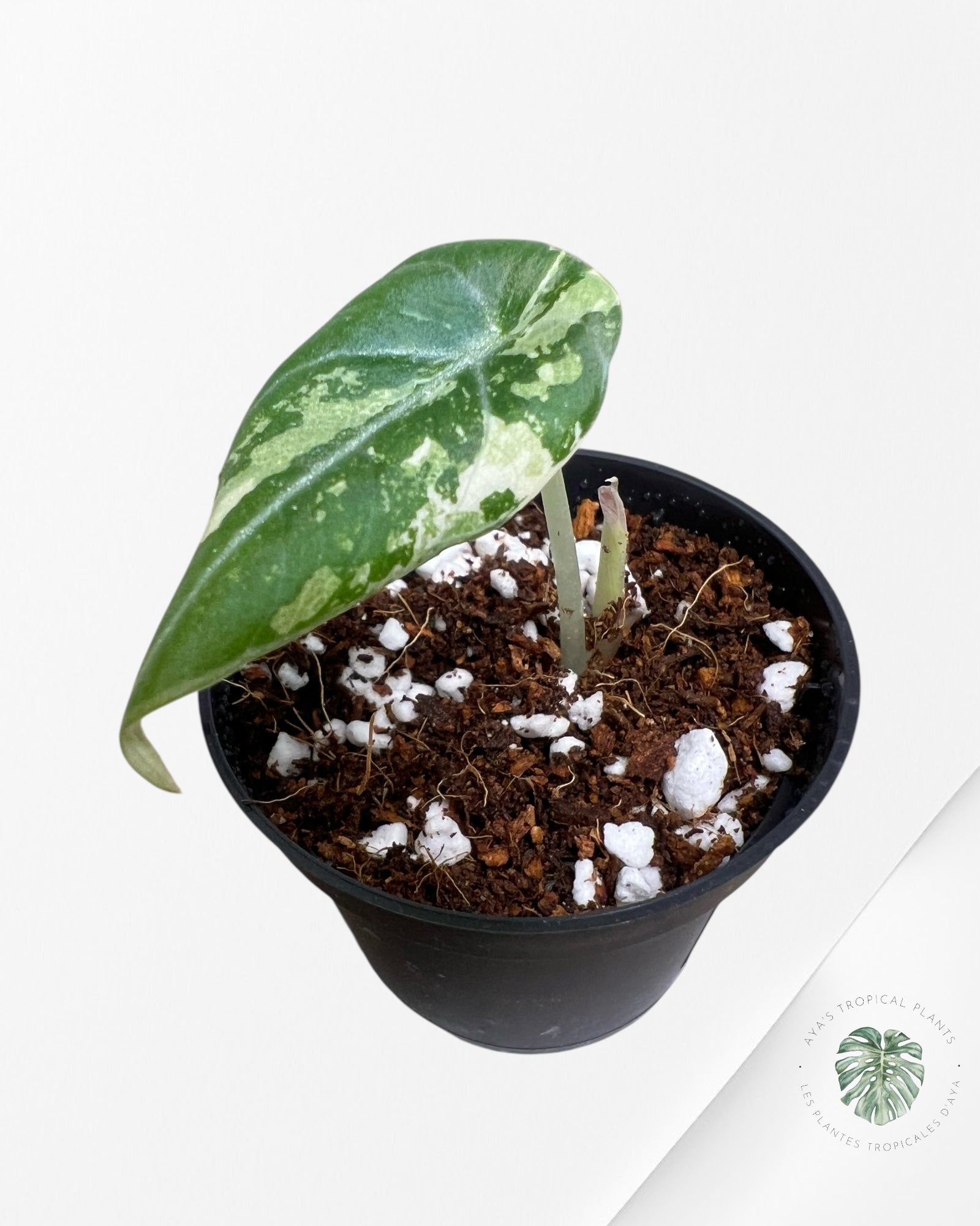 Alocasia Black Velvet Pink Variegated - 5