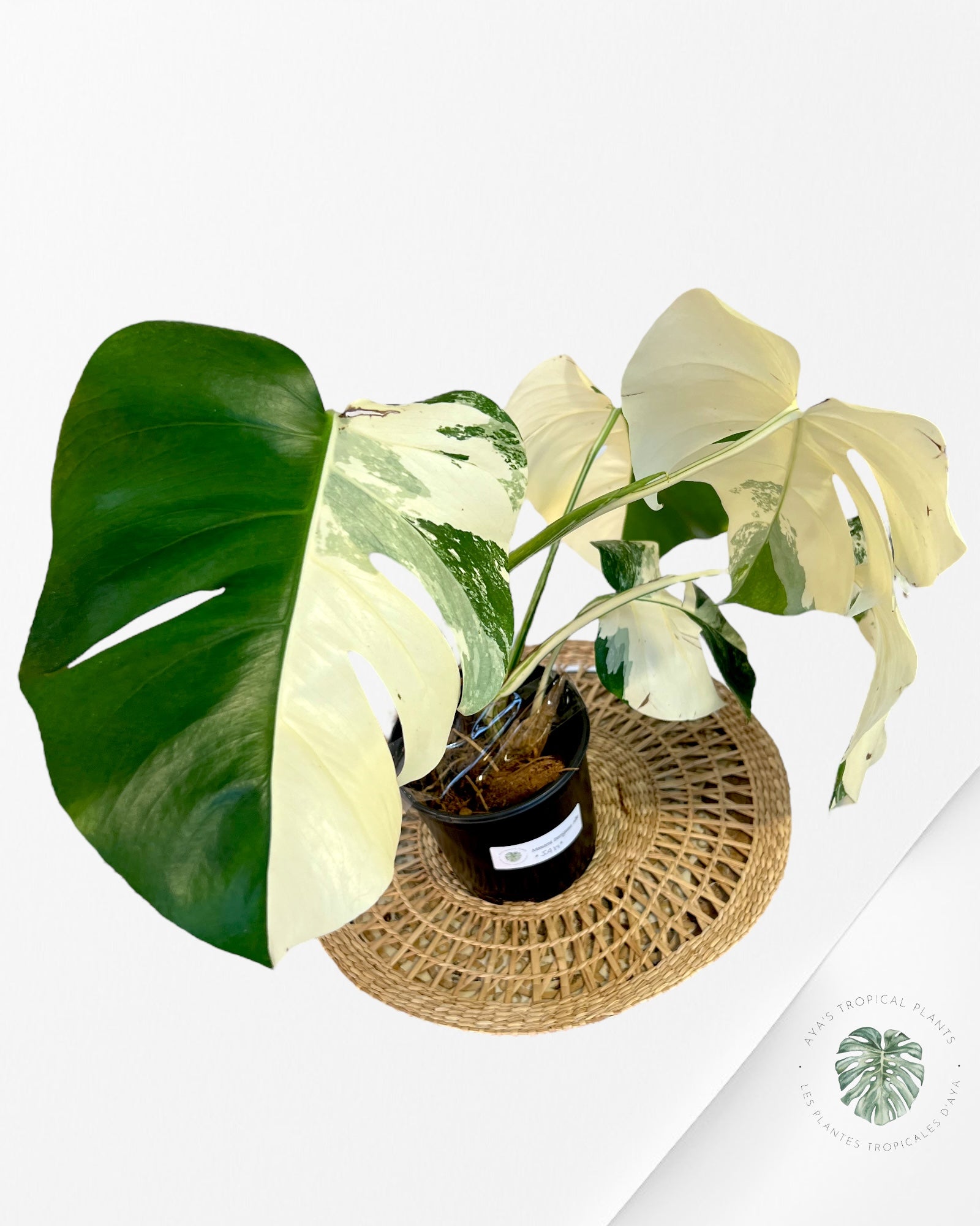 Monstera Borsigiana Albo-JA14