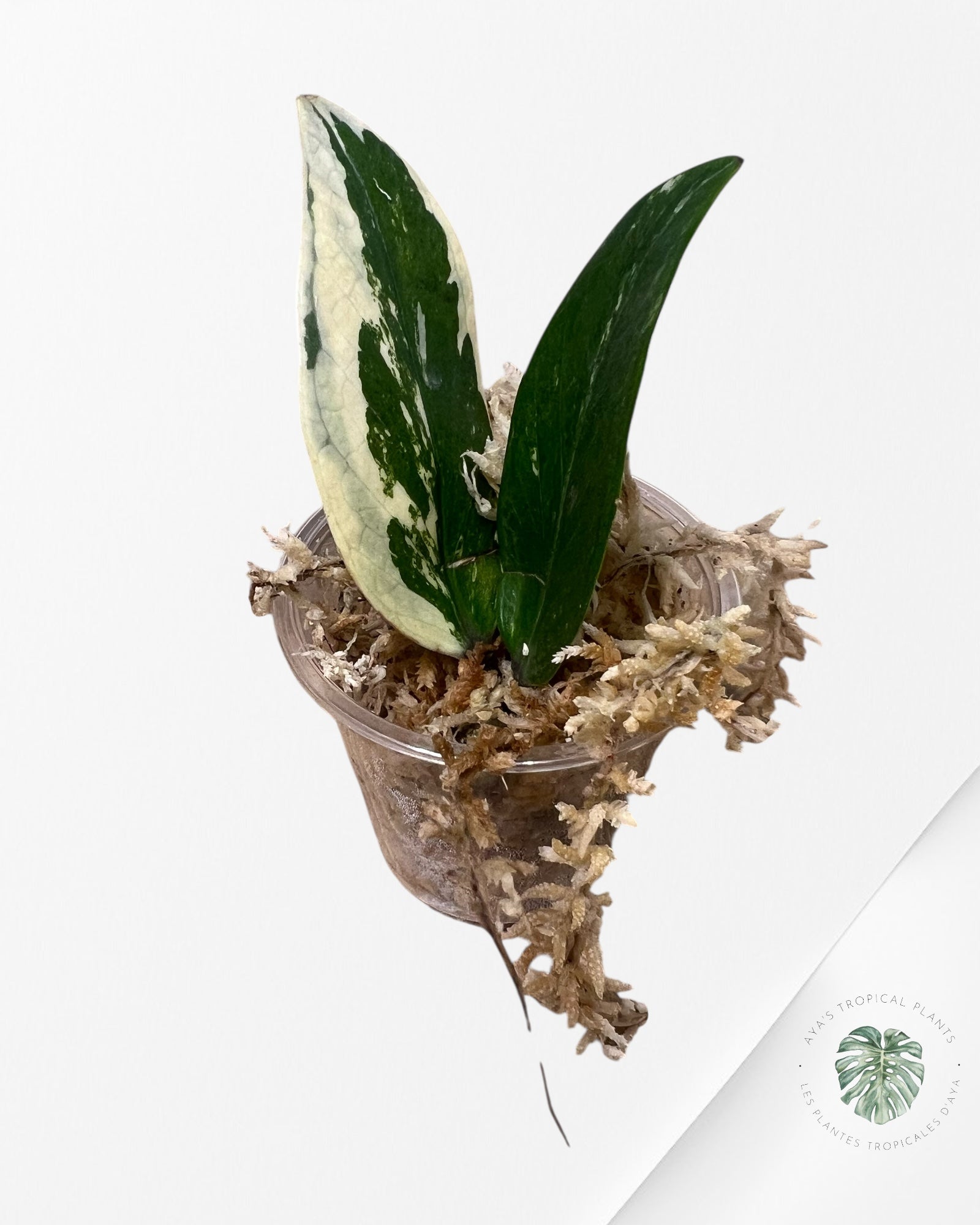Zamioculcas Zamiifolia ZZ Variegated - Z5