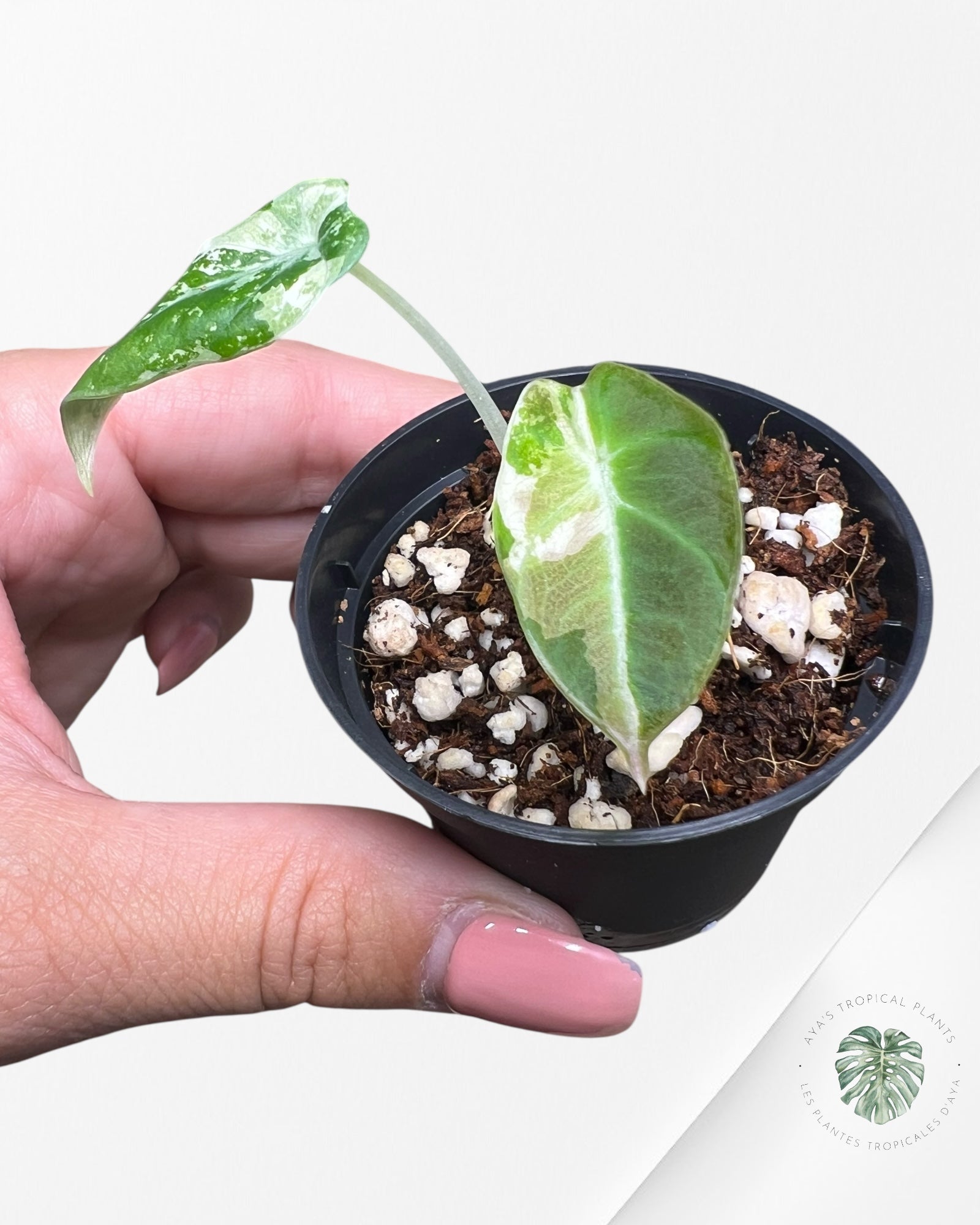 Alocasia Black Velvet Pink Variegated - 500