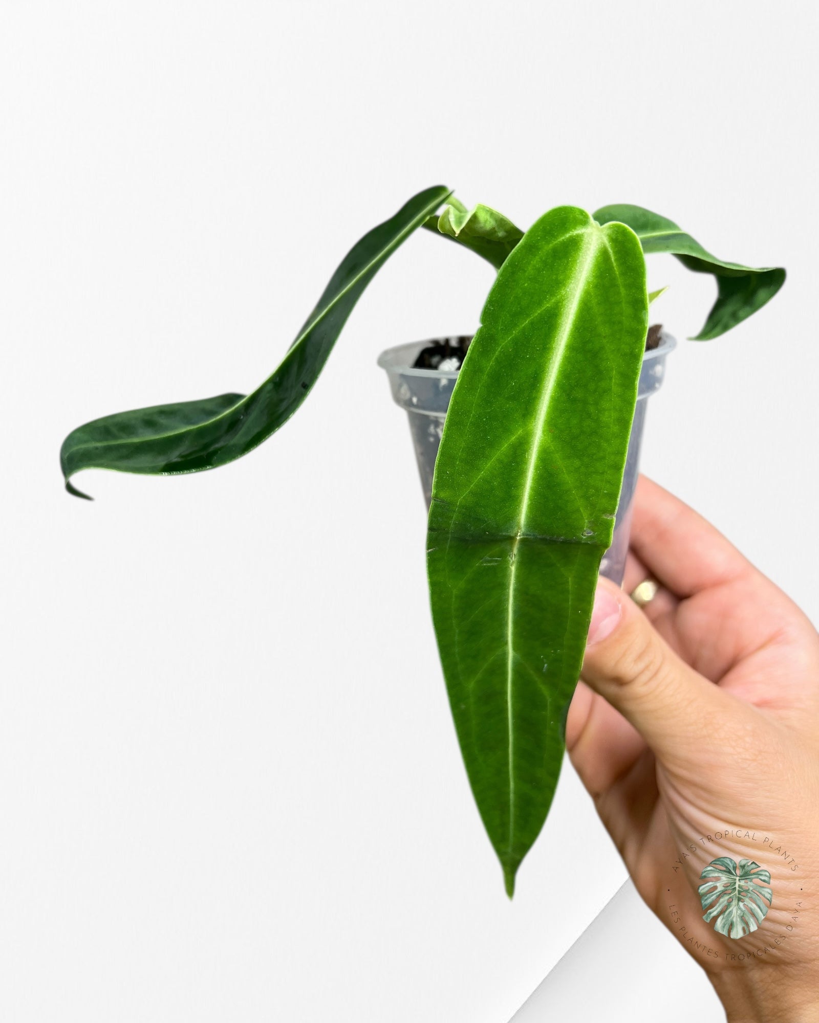 Anthurium Warocqueanum - 01