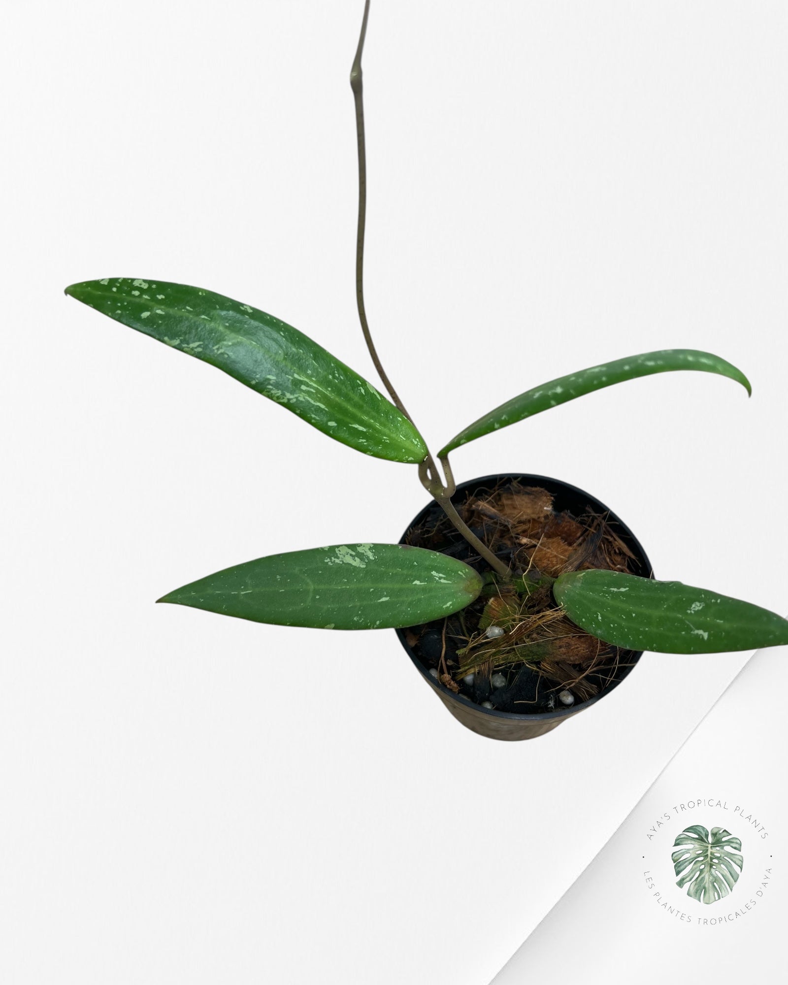 HOYA SP. SR 2007-13 (FROM LOEI PROVINCE)-F5