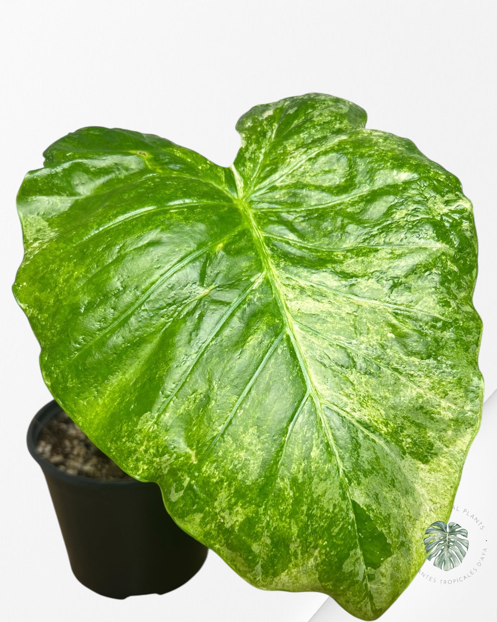 Alocasia Macrorrhiza Splash -SPM