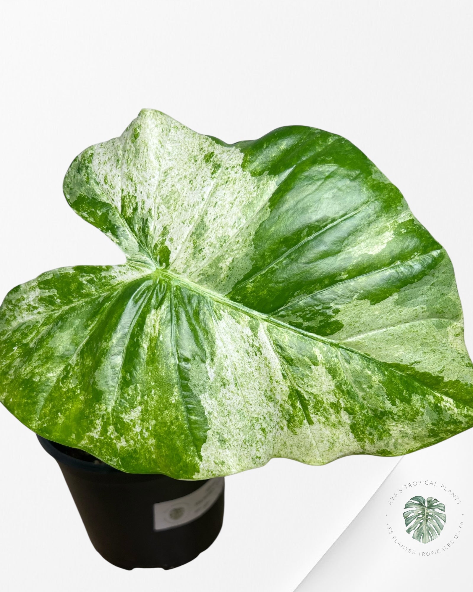 Alocasia Macrorrhiza Splash -SPA