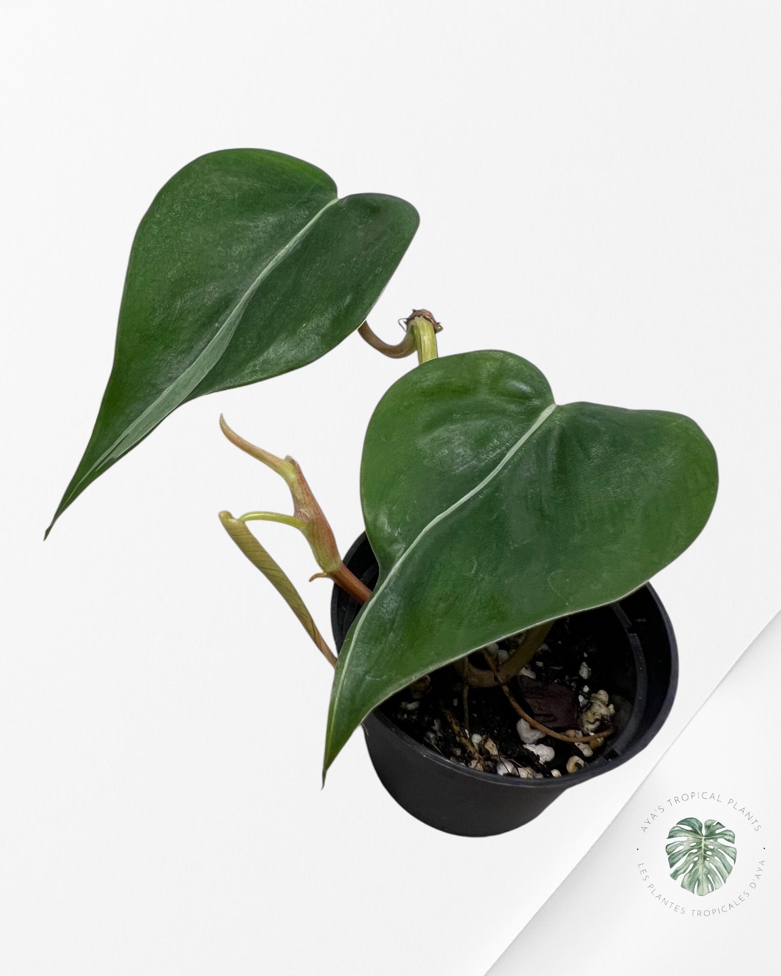 Philodendron Rio-PR1