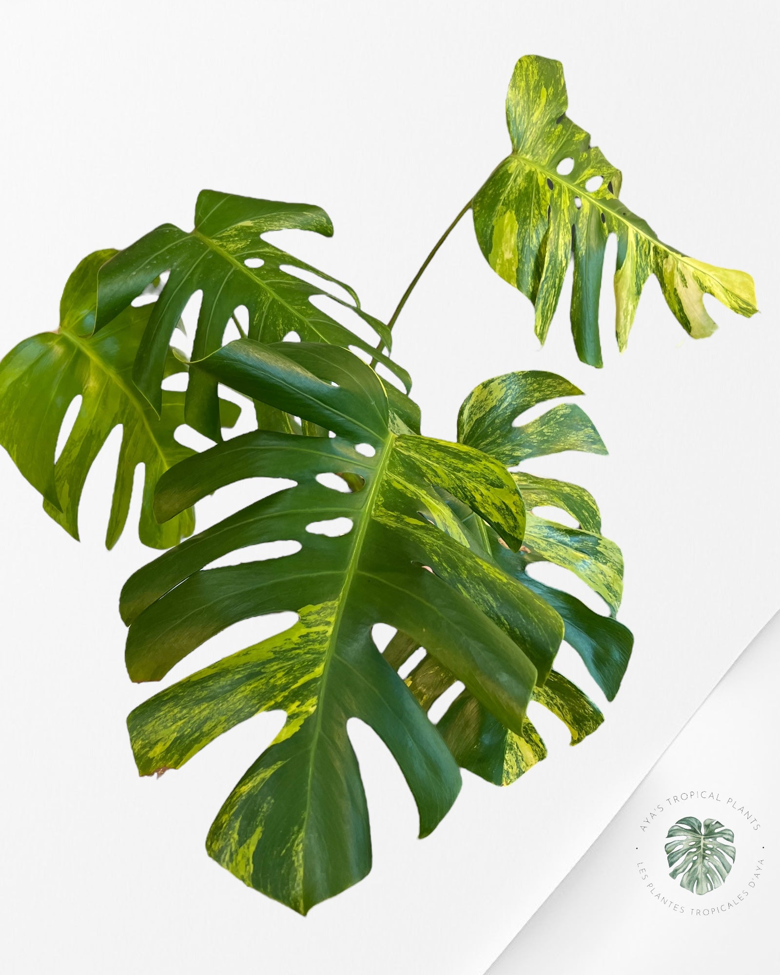 Monstera Aurea - p002