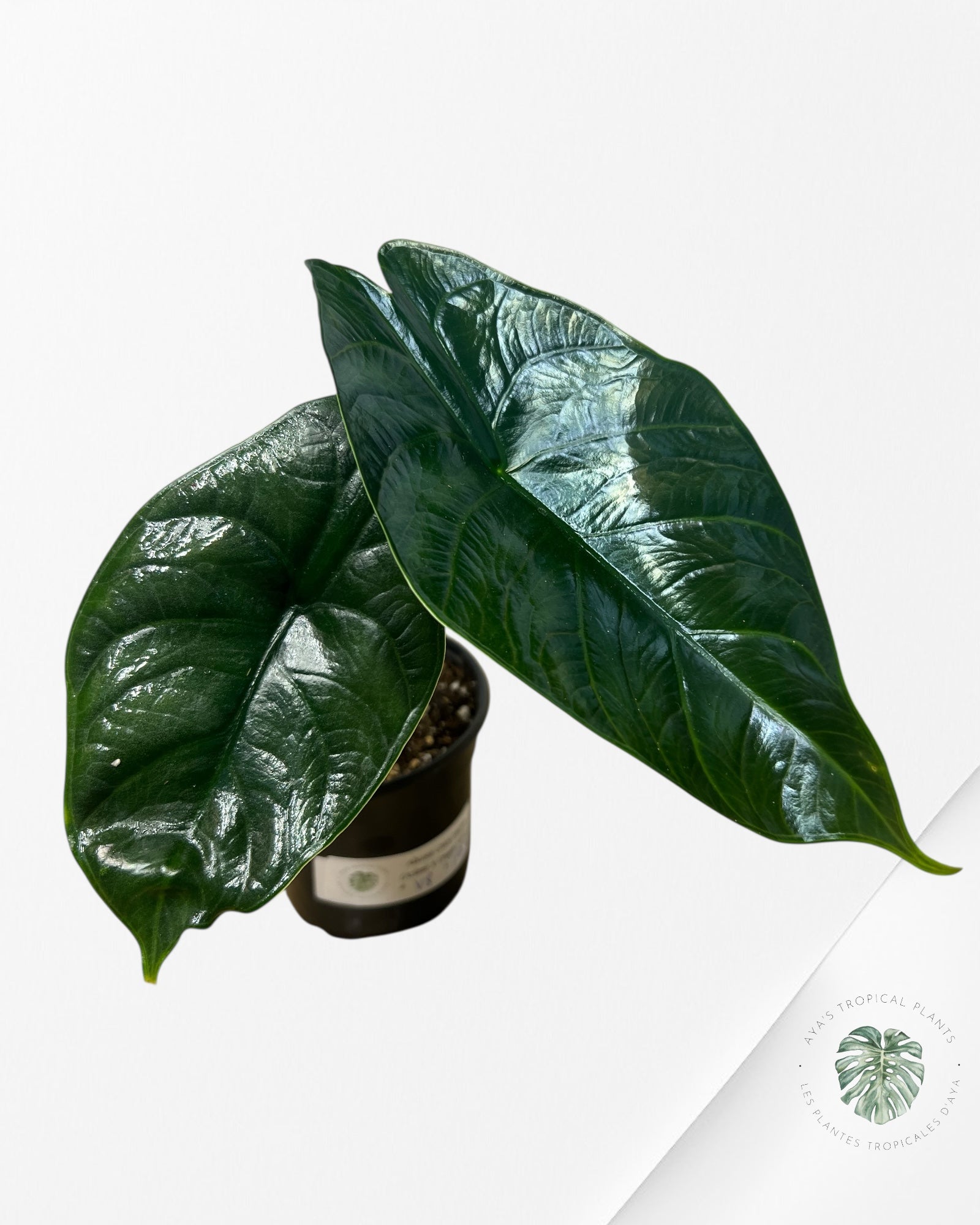 Alocasia Green Unicorn - V8