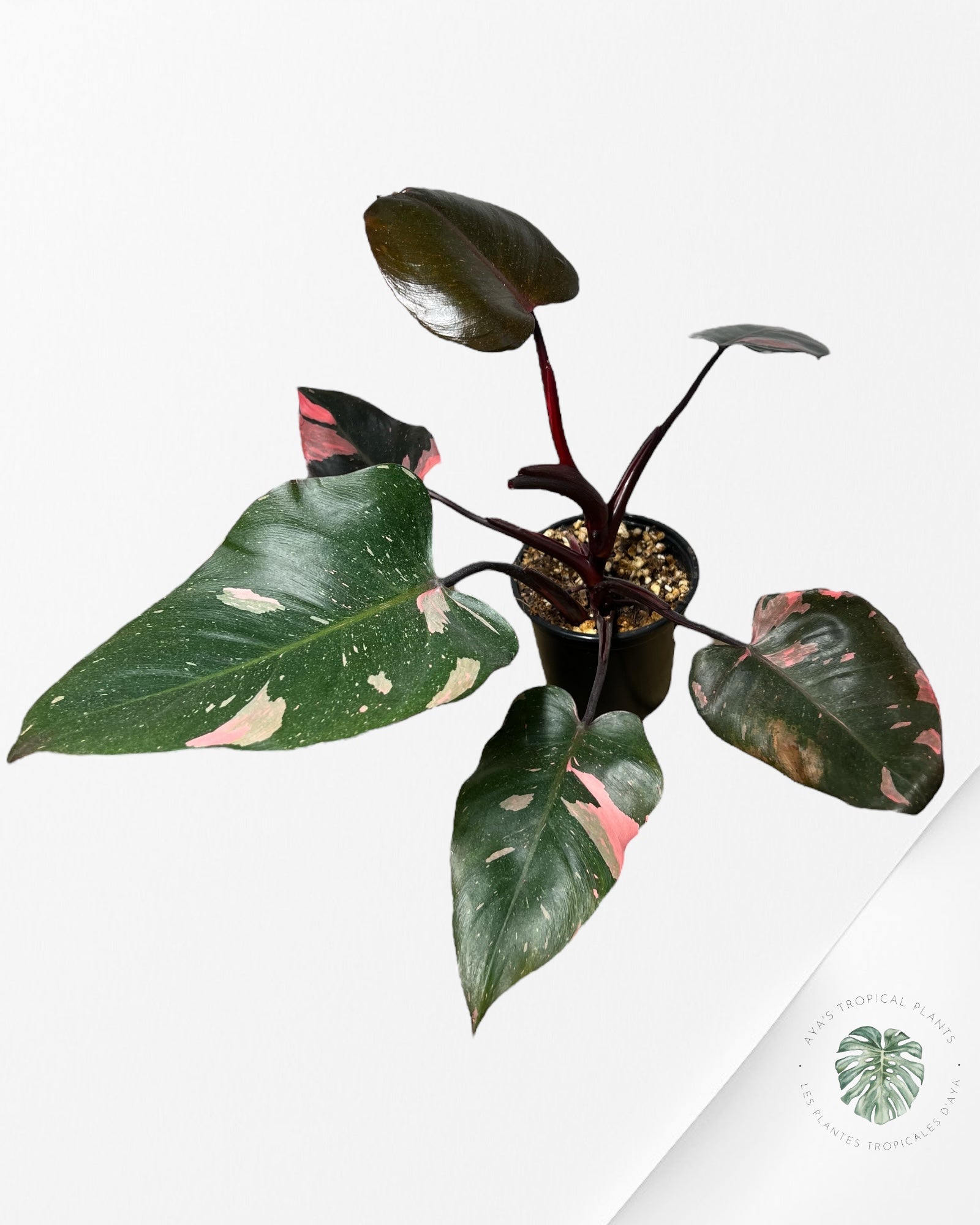 Philodendron 'Pink Princess' Marble King - Q