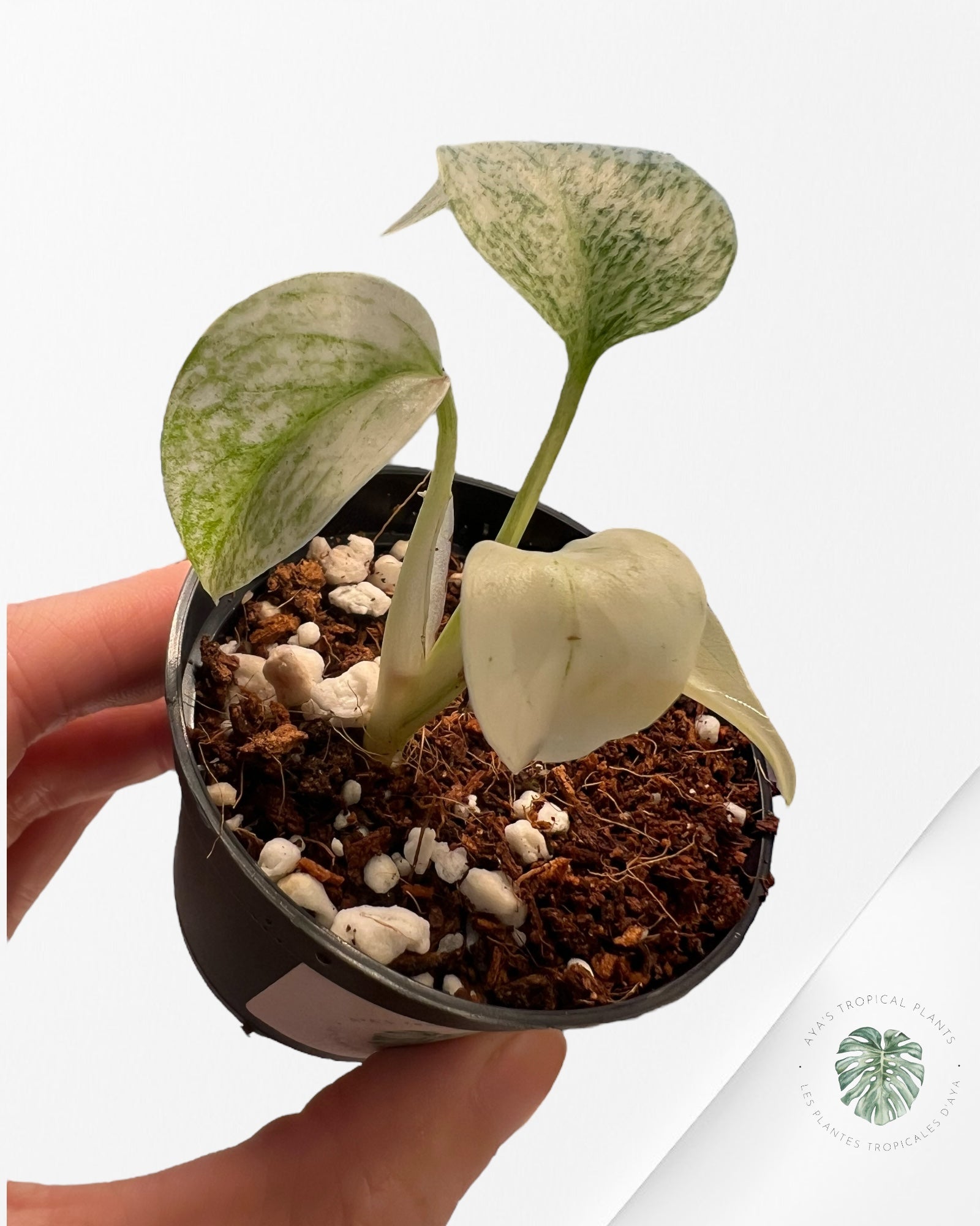 Monstera Full Mint - MFM3