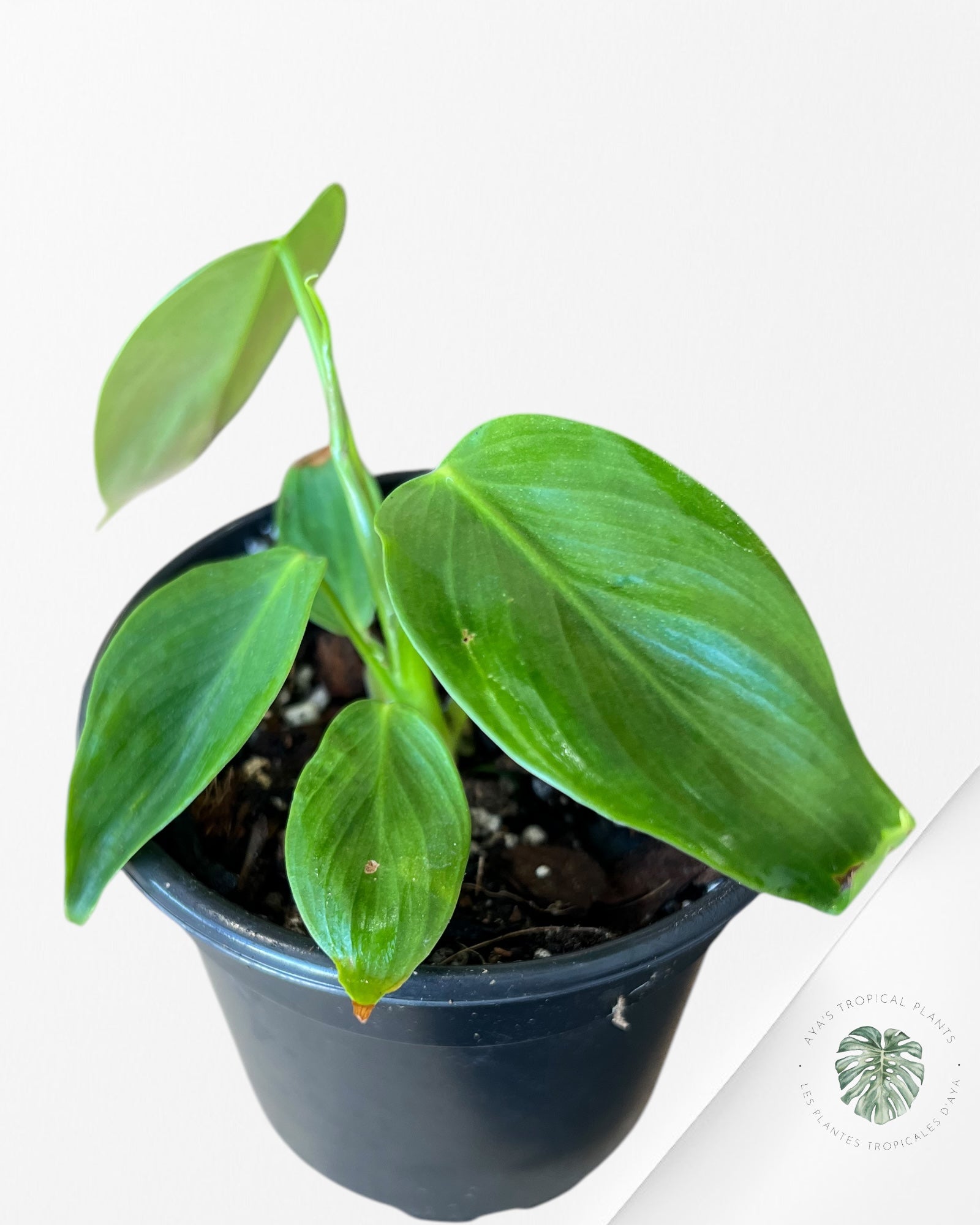 Philodendron Esmeraldense-D