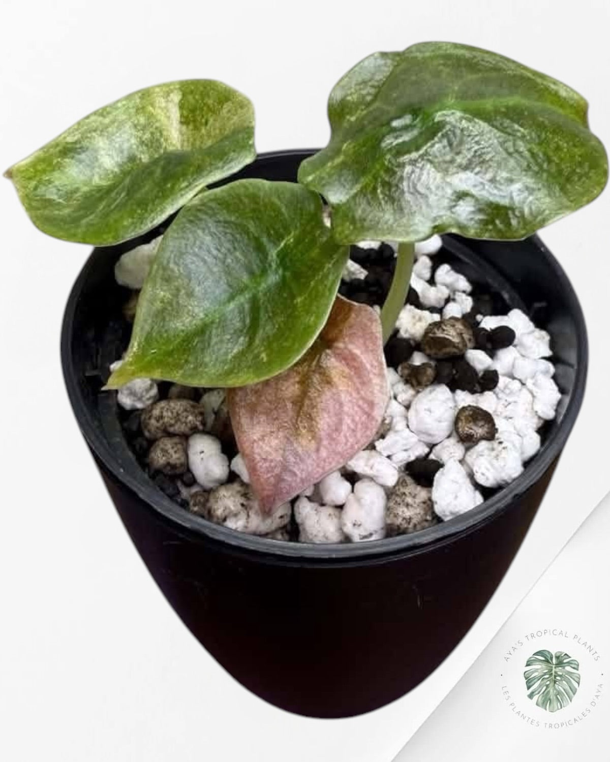 Alocasia Cuprea Pink Mint Variegated
