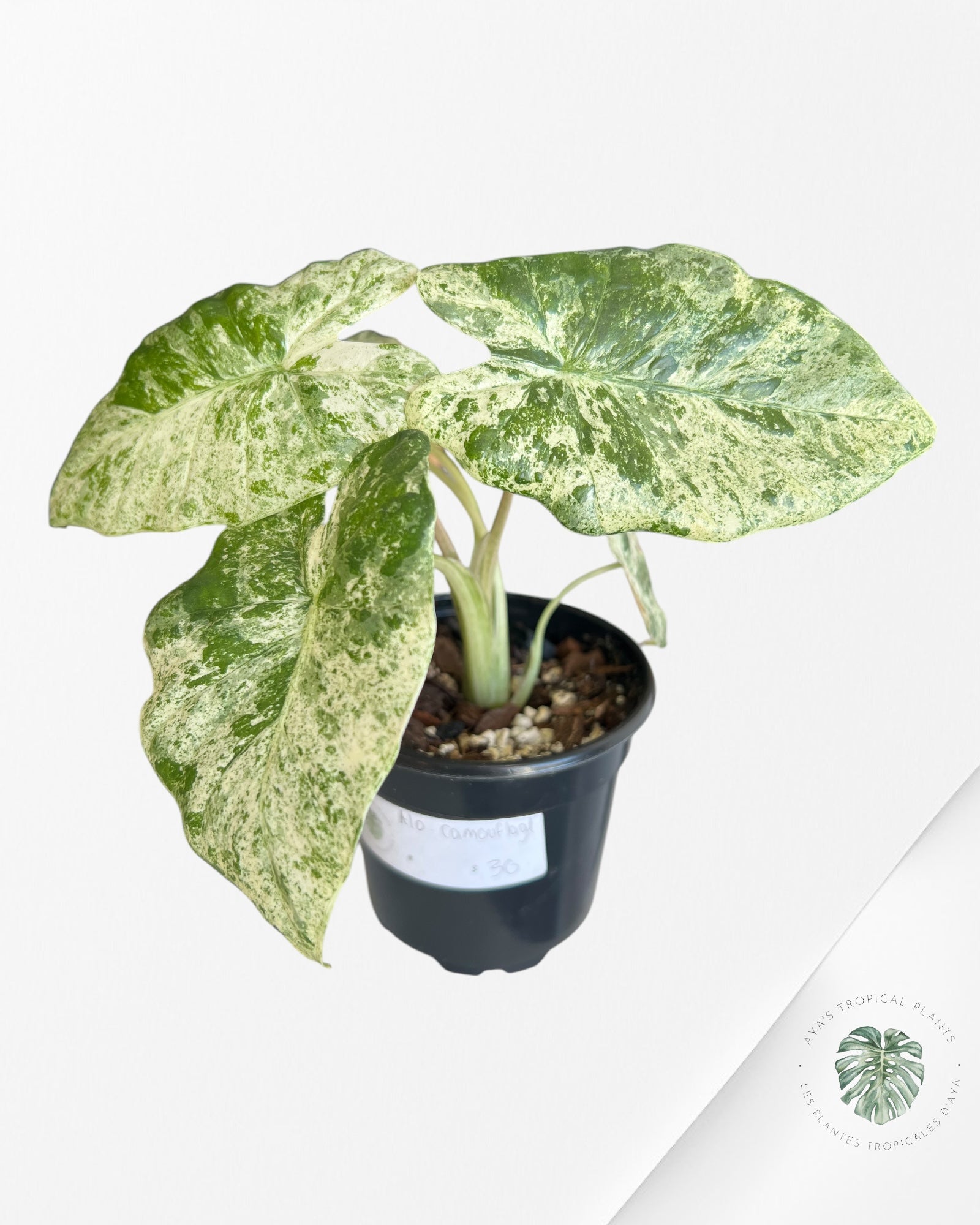 Alocasia macrorrhiza 'Camouflage'-B