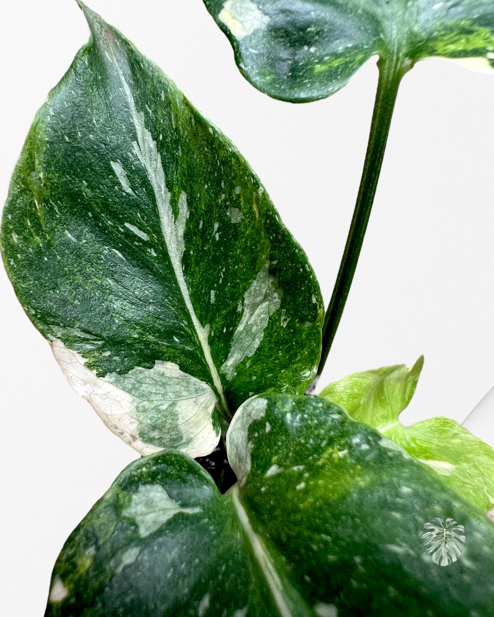 Monstera Miracle Tricolore-MMT4