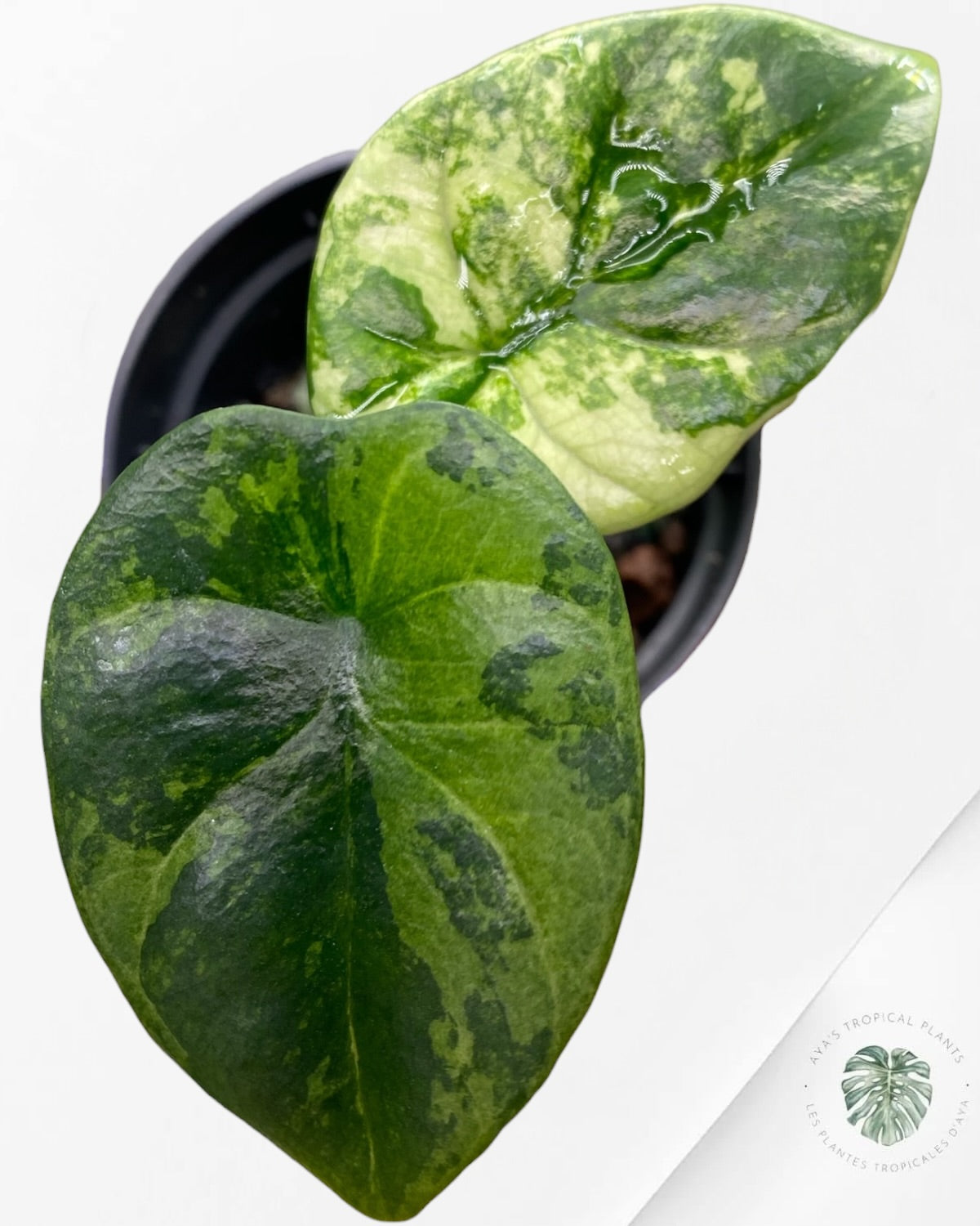 Alocasia Sinuata Albo Variegated