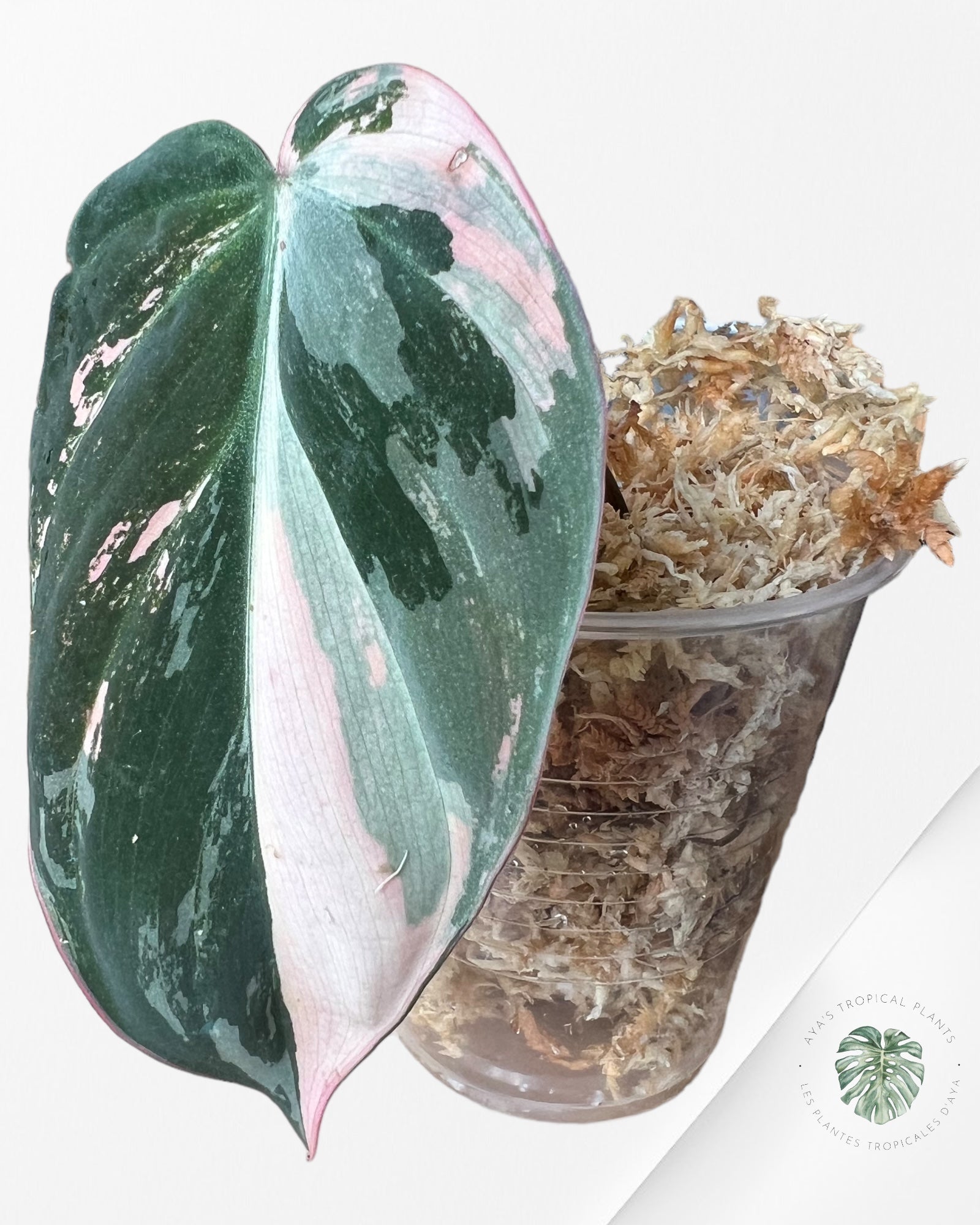 Philodendron Pink Micans PPM03