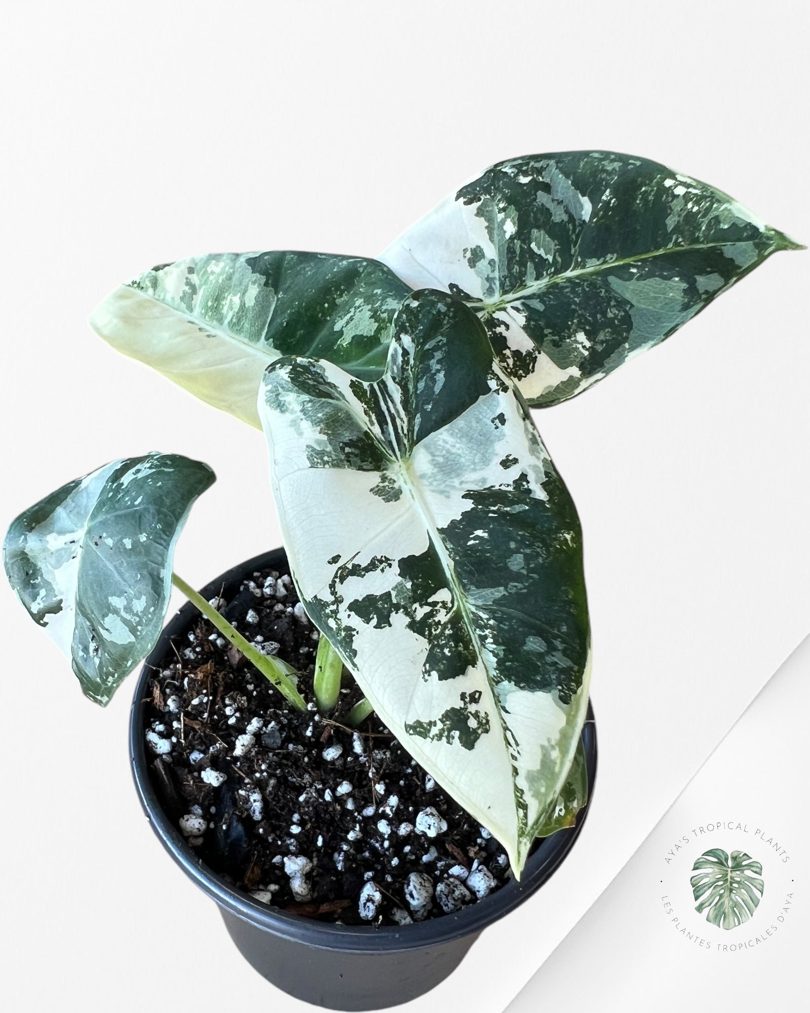 Alocasia Frydek Variegated-1903