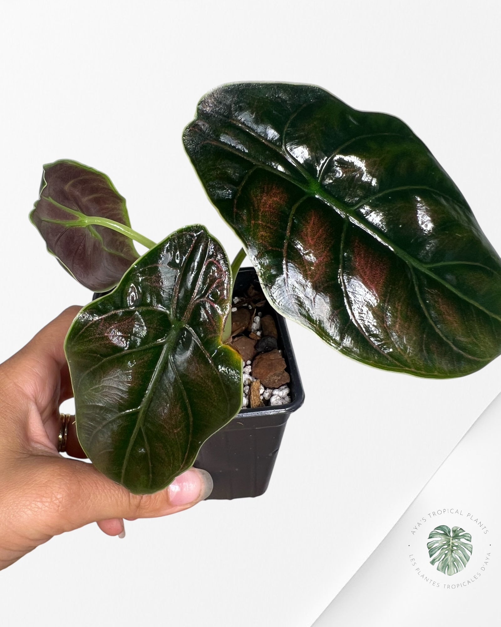 Alocasia azlanii - F2
