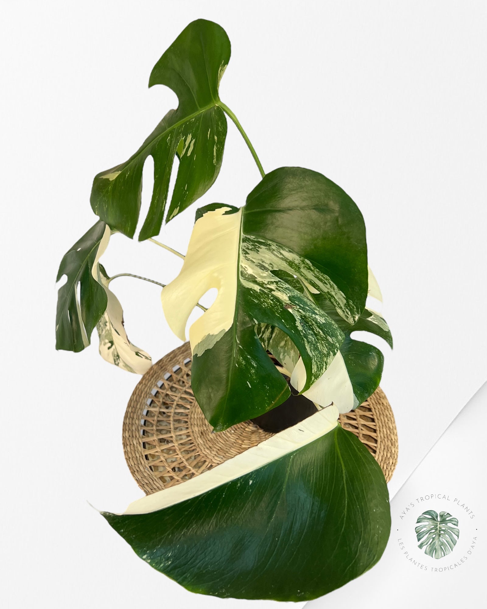 Monstera Borsigiana Albo-JA16