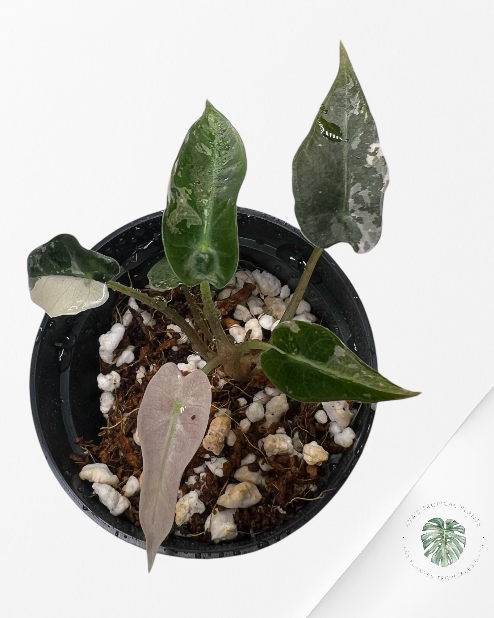 Alocasia Bambino Variegated (pink) - 2
