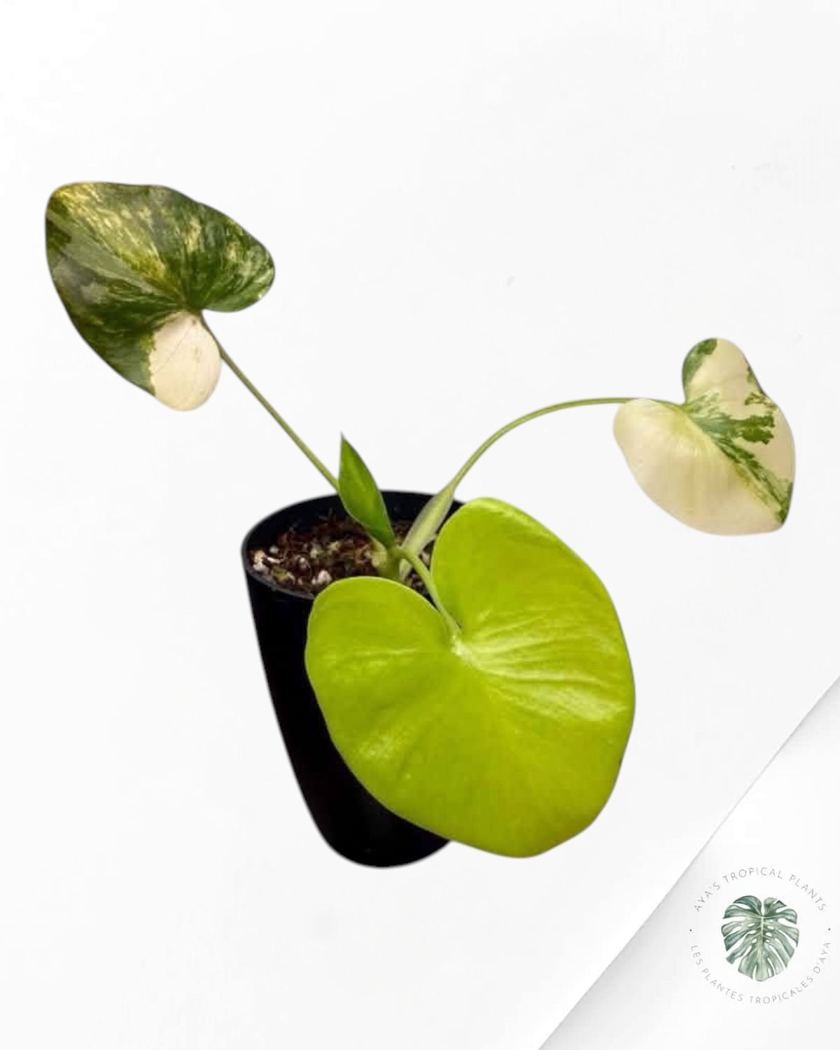 Philodendron Bipinnatifidum Variegated