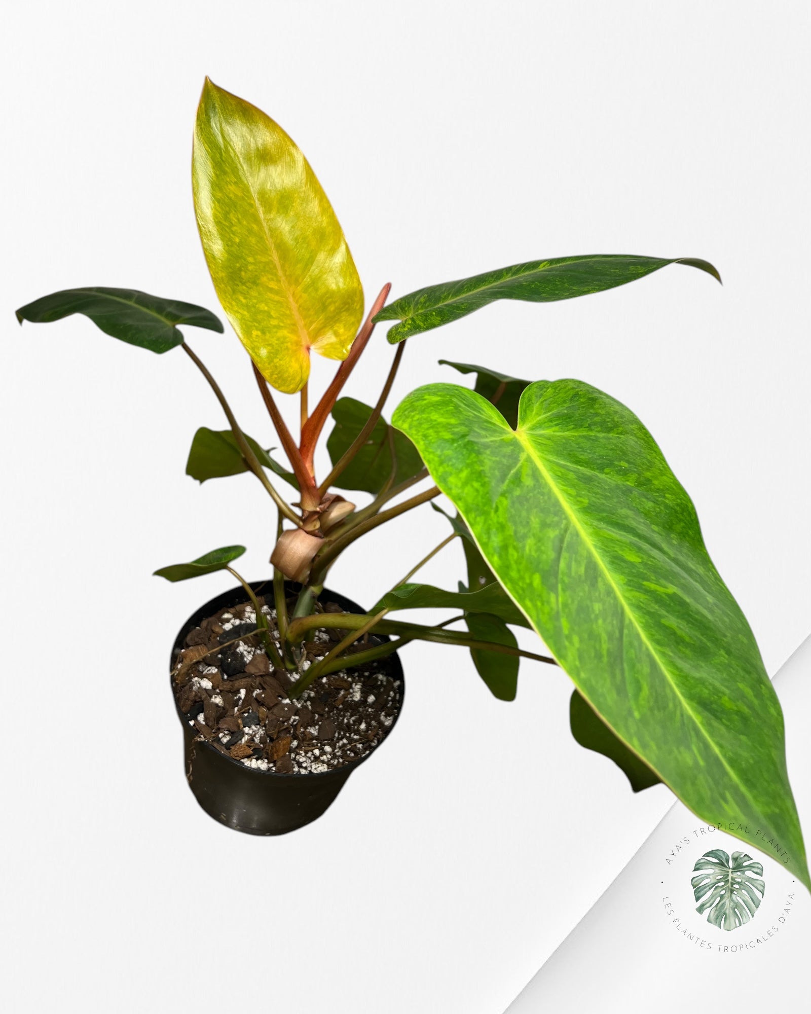 Philodendron Painted Lady-XL PPL9