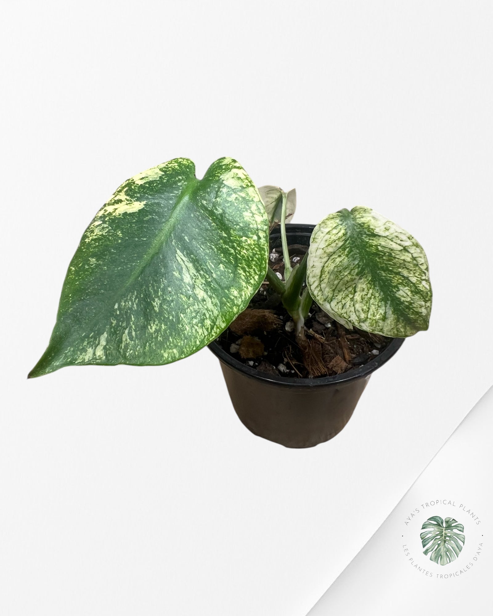 Monstera Deliciosa Mint - MA4