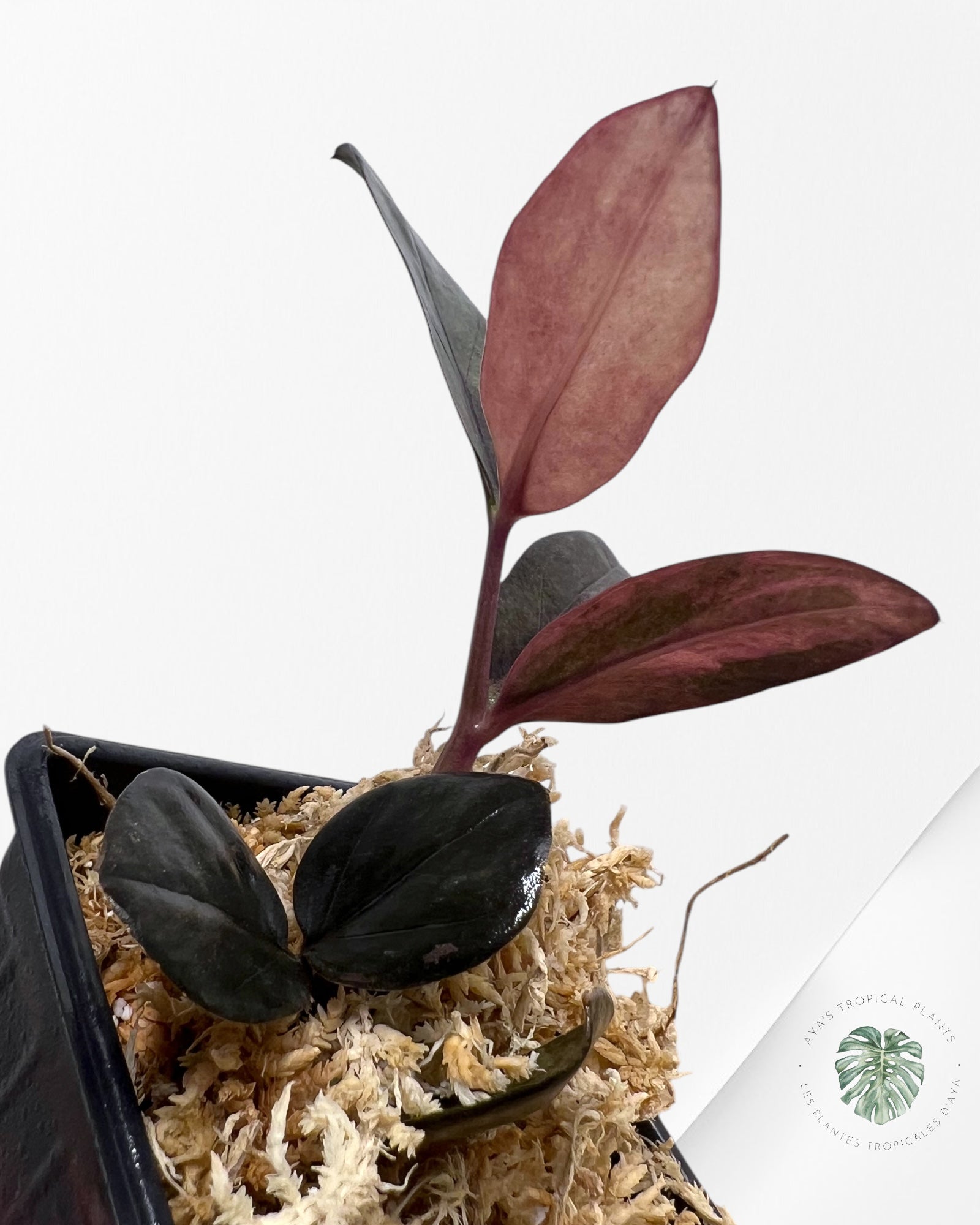 Zamioculcas Raven ZZ Pink Variegated-JA3