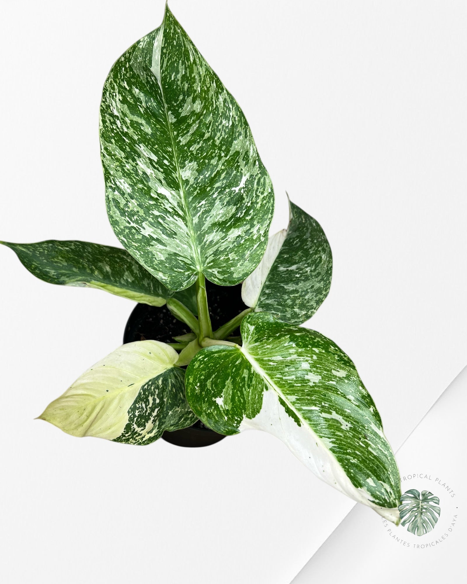 Philodendron Jose Buono - 104