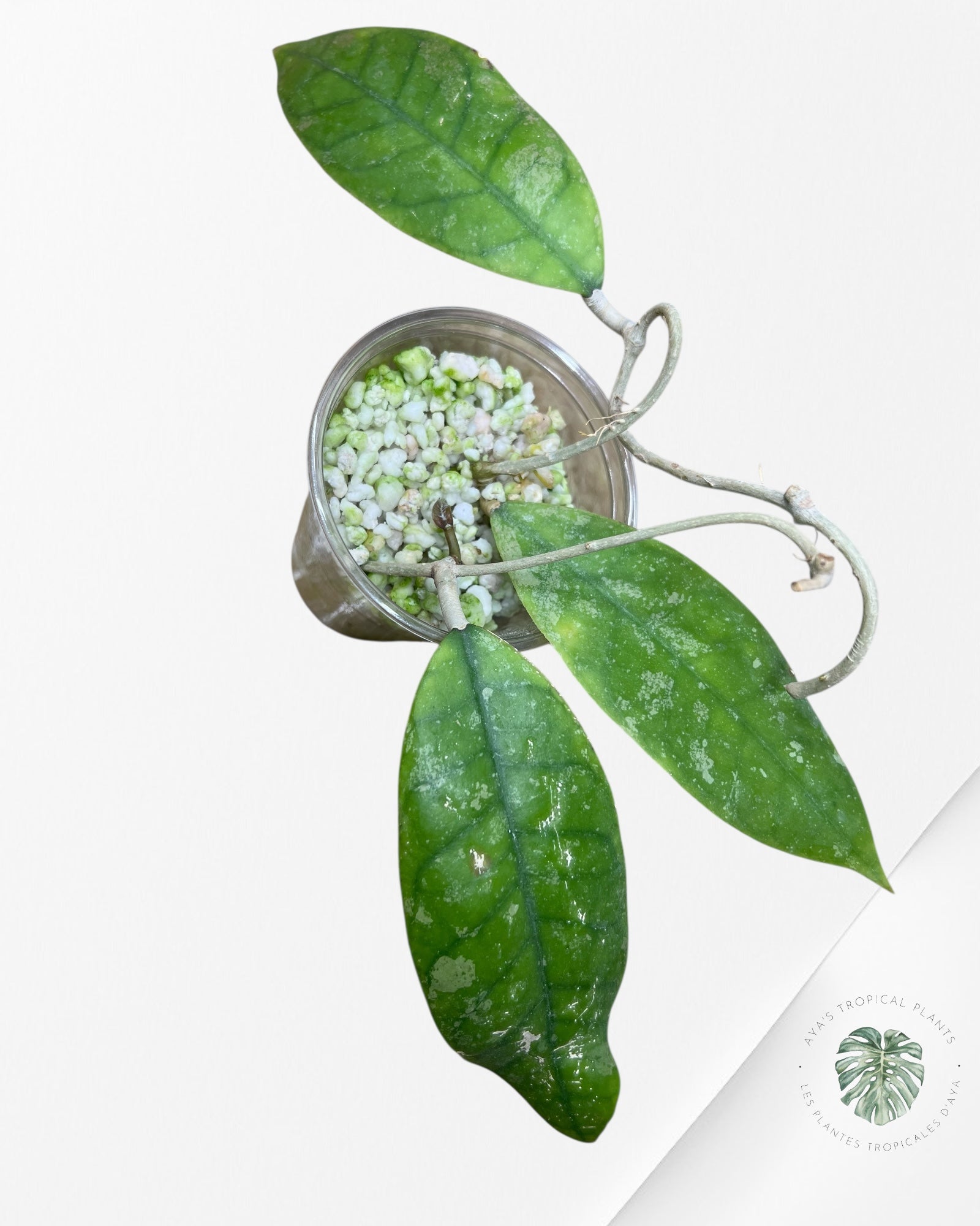 Hoya finlaysonii splash (Big leaves) - F6